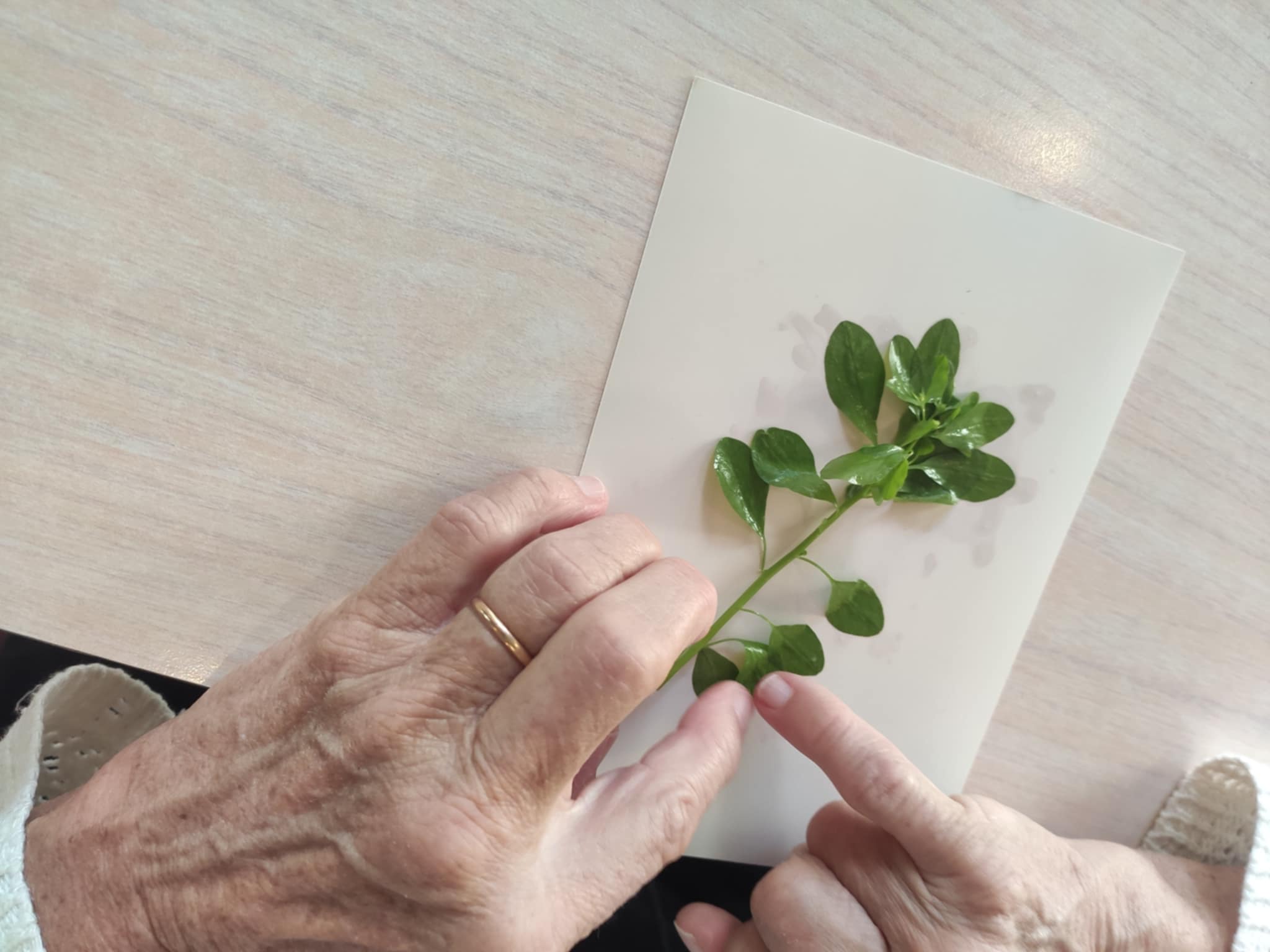 Atelier phytographie en r&eacute;sidence autonomie, octobre 2025