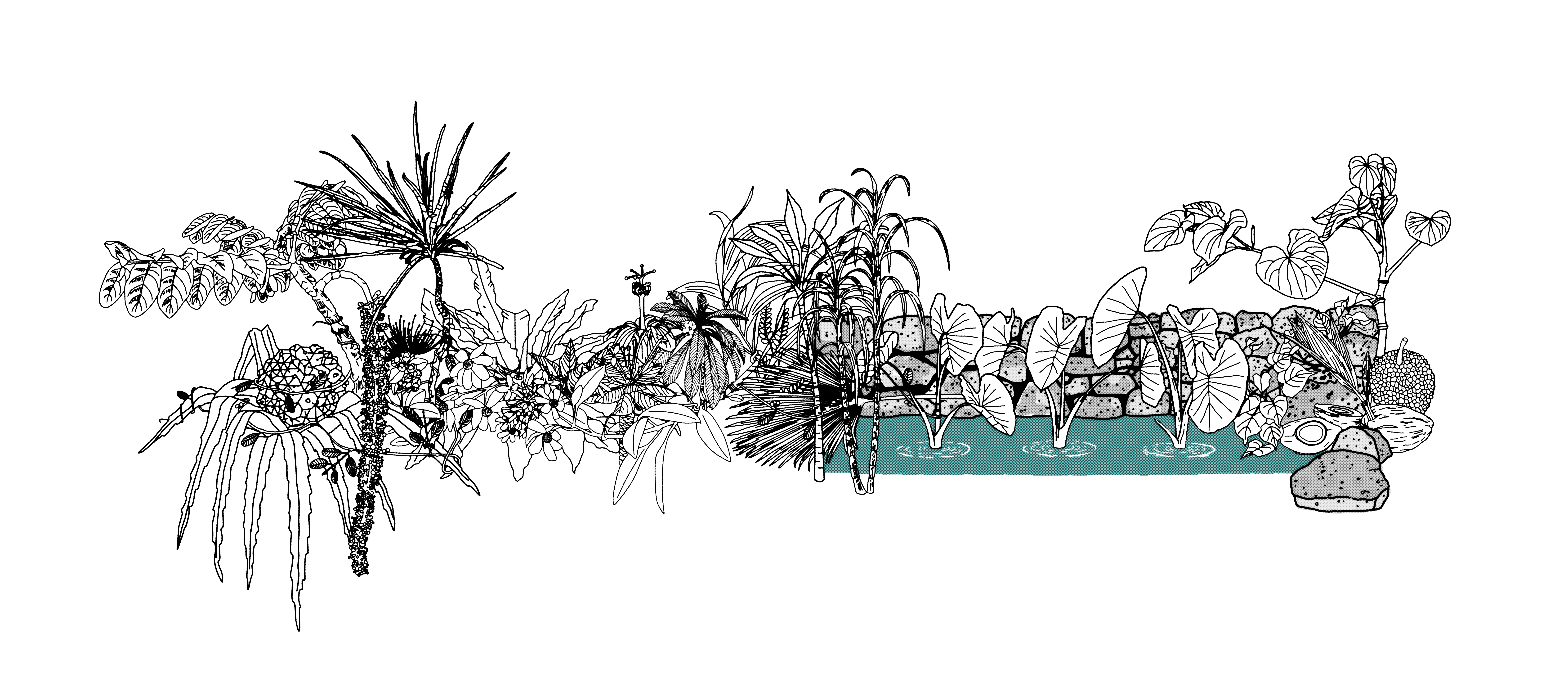figure. Depiction of the botanical diversity of native Hawaiian and Polynesian introduced plants found in Limahuli Valley, available for novel restoration.