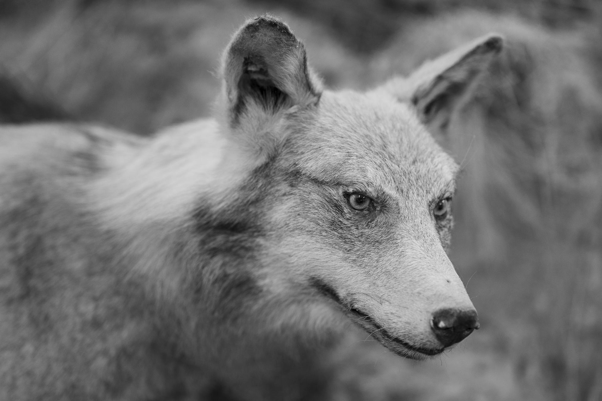 Stuffed wolf, Sila, Calabria, August 2020.