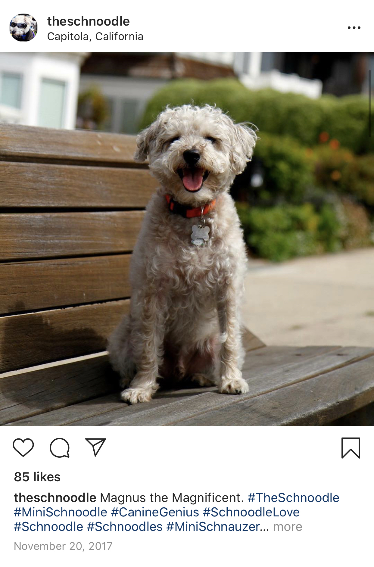 Drago's pet schnoodle and best friend, Magnus. Drago has taught him over 500 ASL symbols... genius! Follow him on ig.