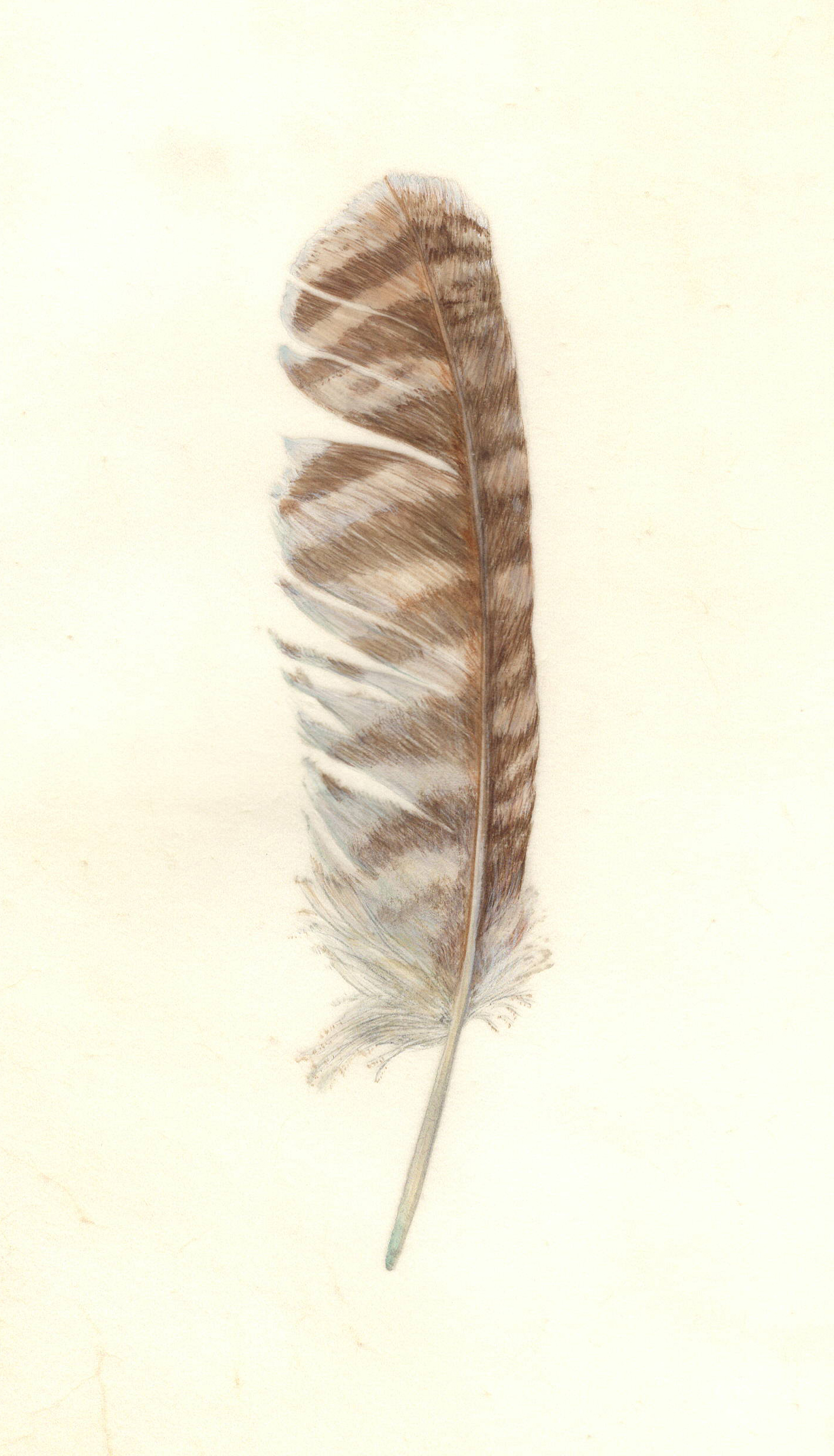 Tawny owl feather