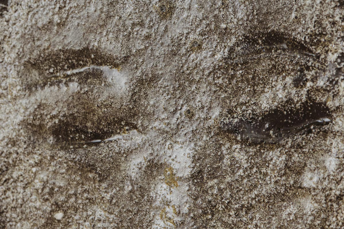 Gregory Olympio, Apparitions 2 (2026) | Glazed ceramic, 20.5 x 14.5 x 1.5 cm (detail)