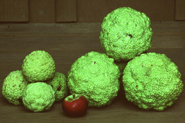  "Cannon Ball" Cultivar produces oranges 2/3s larger then straight species.