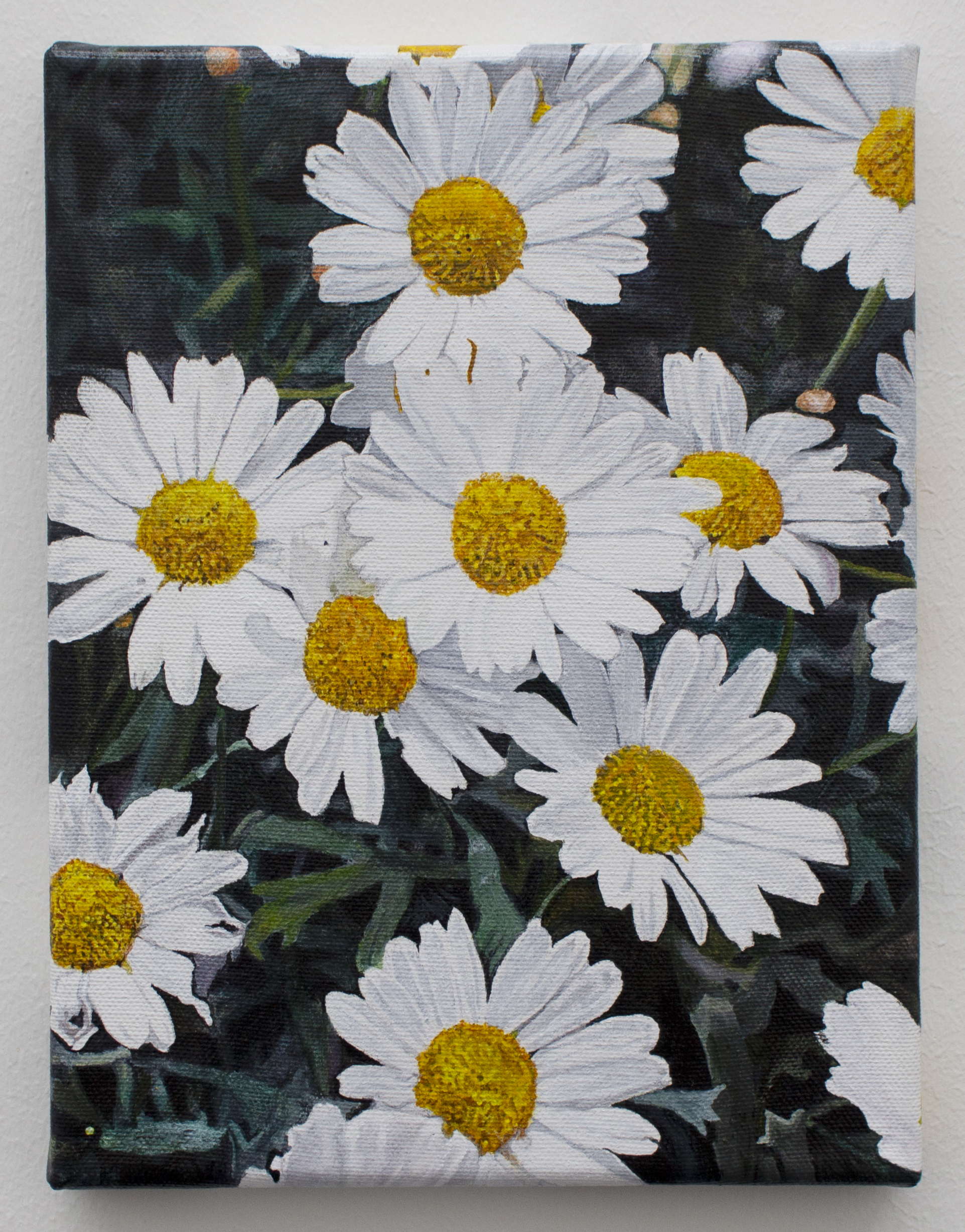 "Argyranthemum frutescens / Leucanthemum paludosum", 2021,  acrylic on canvas, each 24 x 18 x 2 cm, installation dimensions variable
