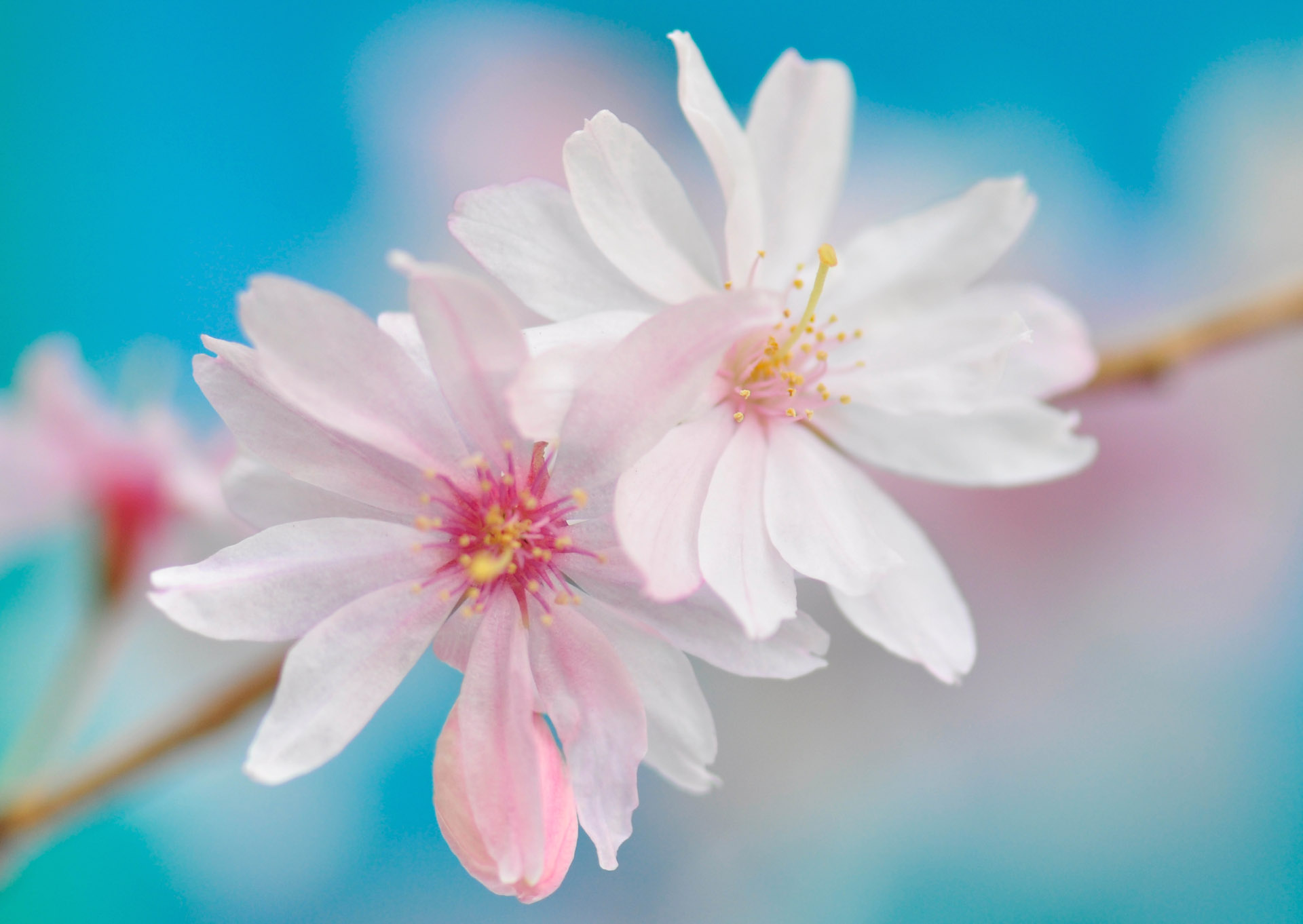 Nr. 271 Prunus incisa / Japanische Zierkirsche