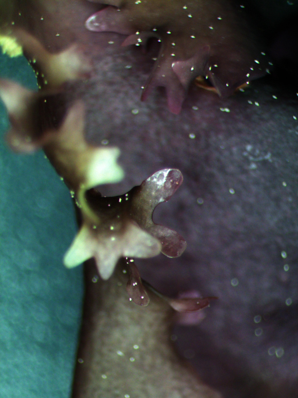 MICRO RESIDENCY with Aster Reem David