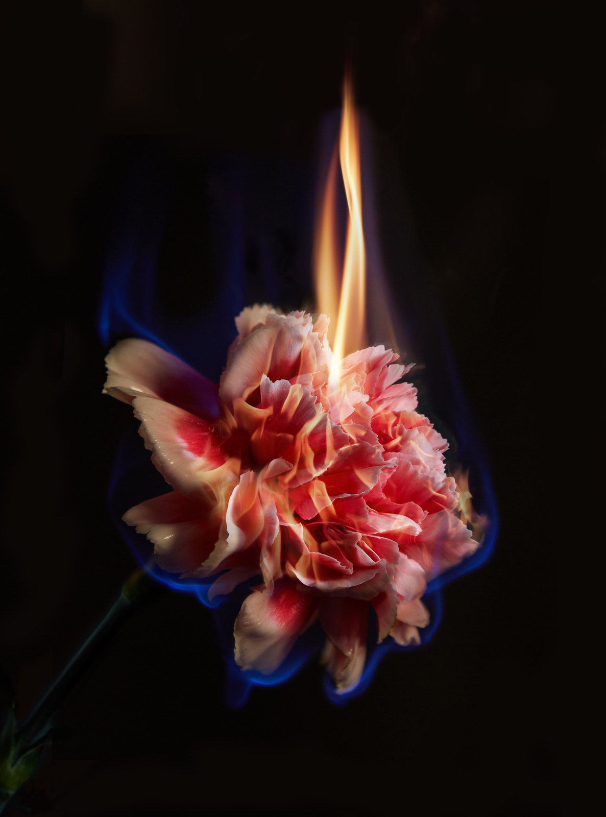 Mat Collishaw