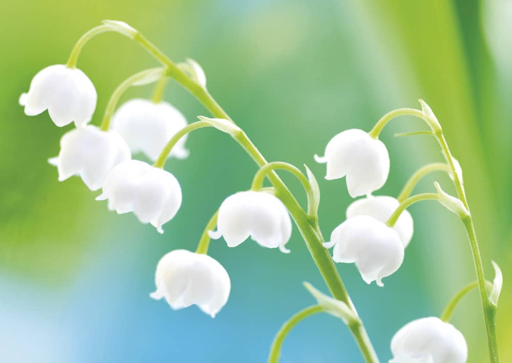 Nr. 098 Maiglöckchen