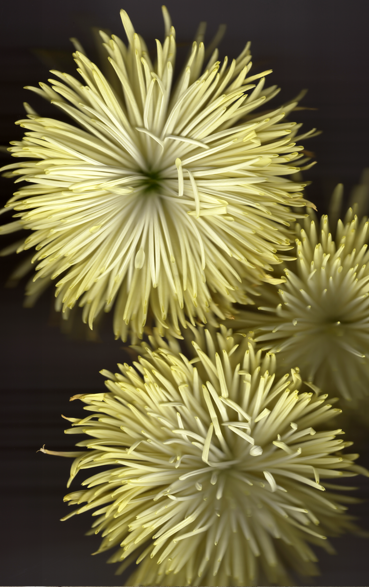 Nature Museum: Still Lifes