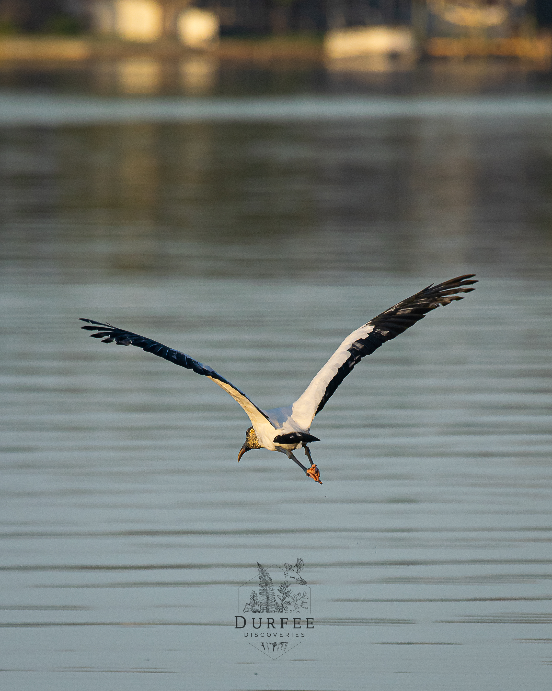Wood Stork - Palm Harbor, FL