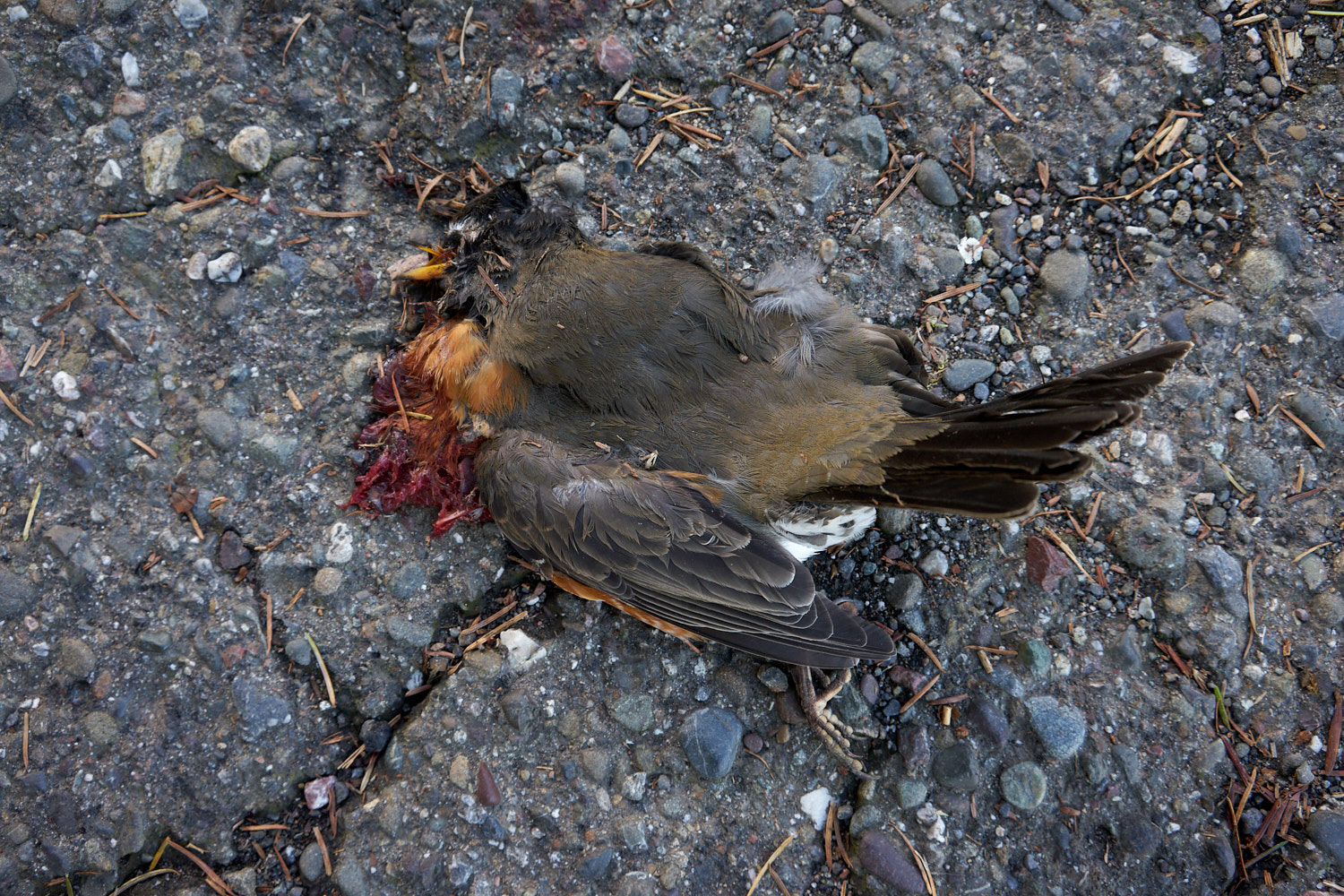 2018 Bodega Bay California