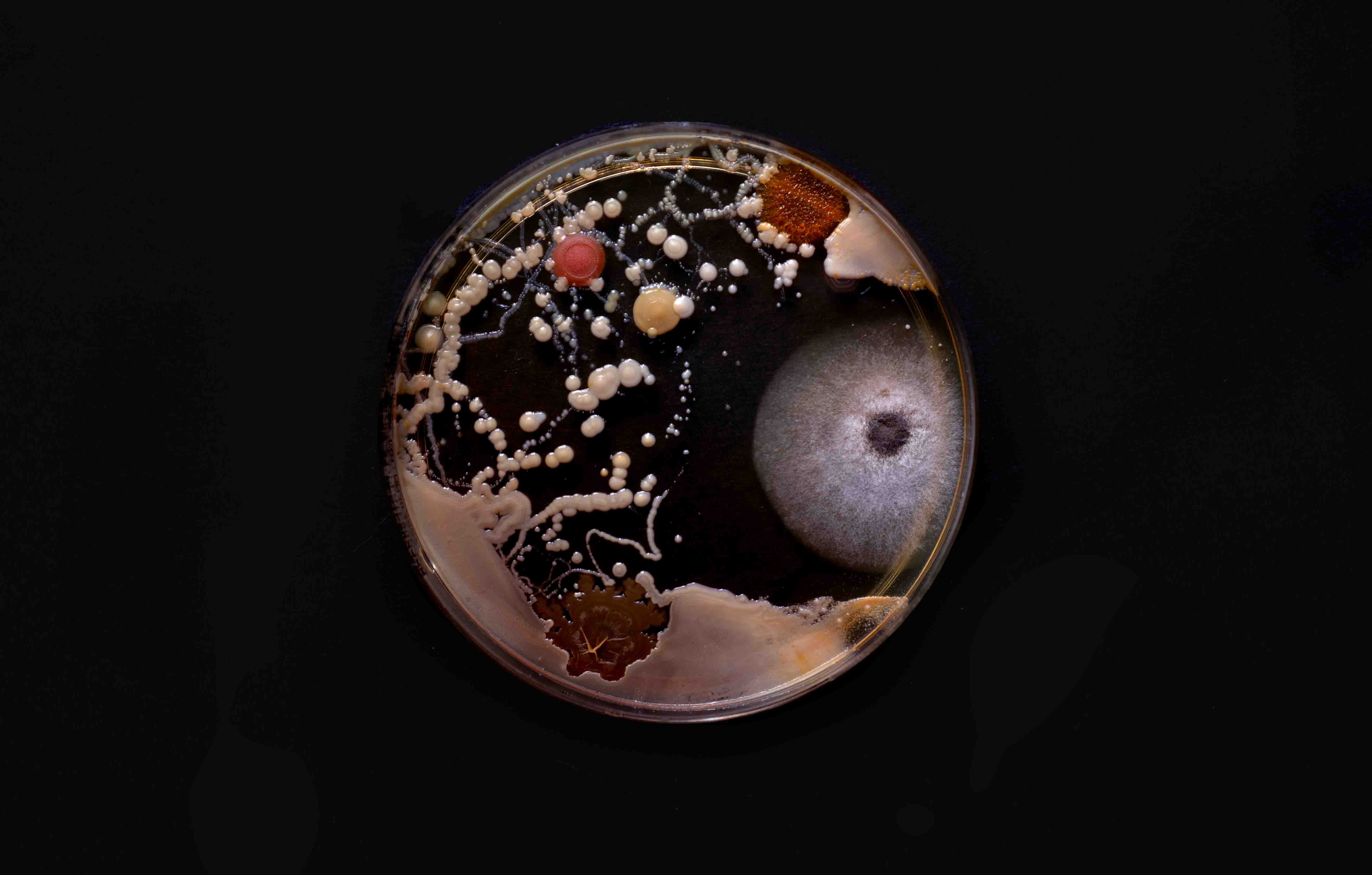 ︎︎︎ Bacteria swabbed from a public library cookbook.