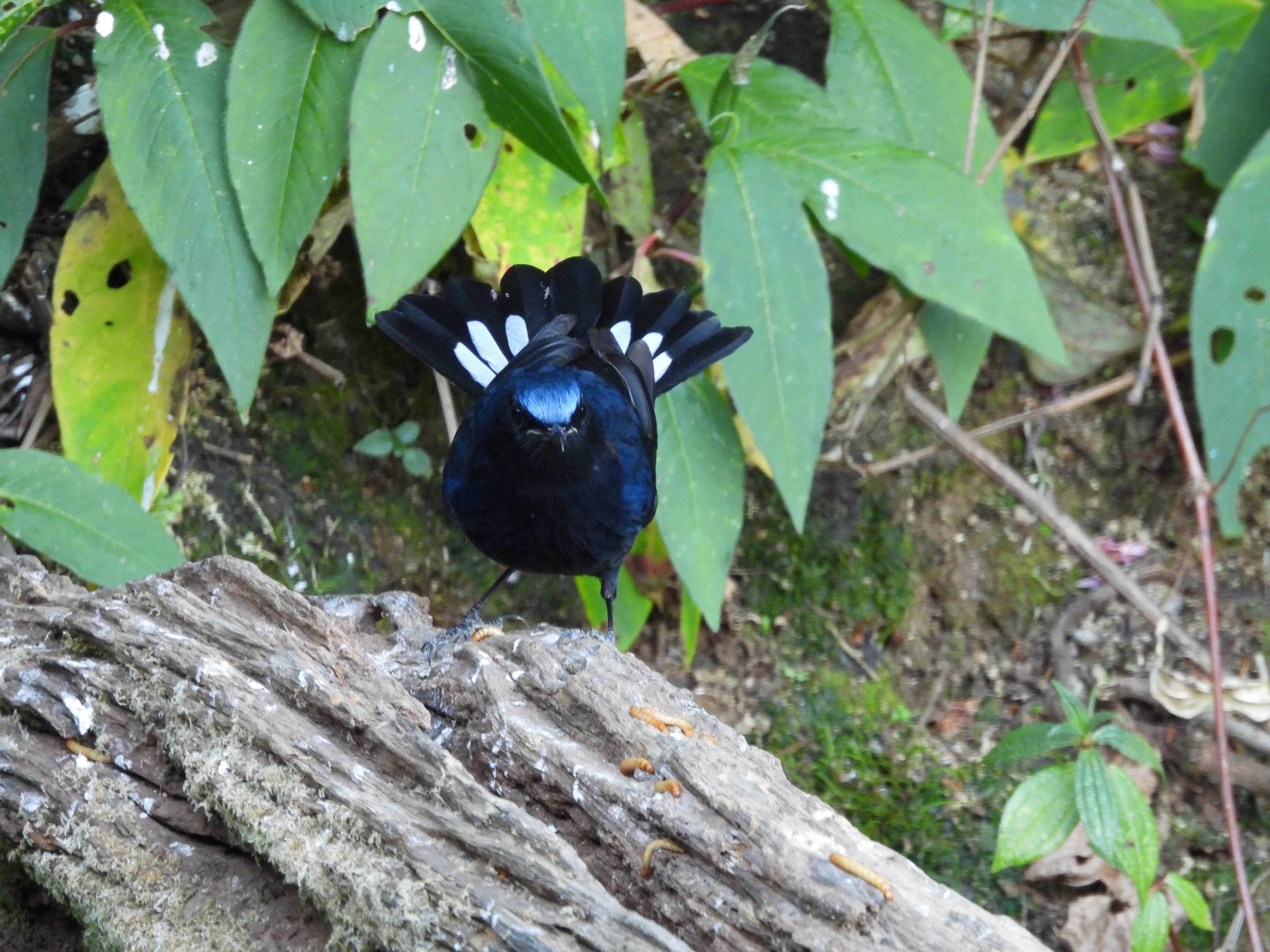 白尾蓝地鸲 White-tailed Robin