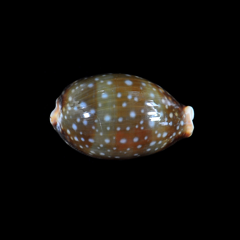 Lyncina vitellus (Linnaeus, 1758)
