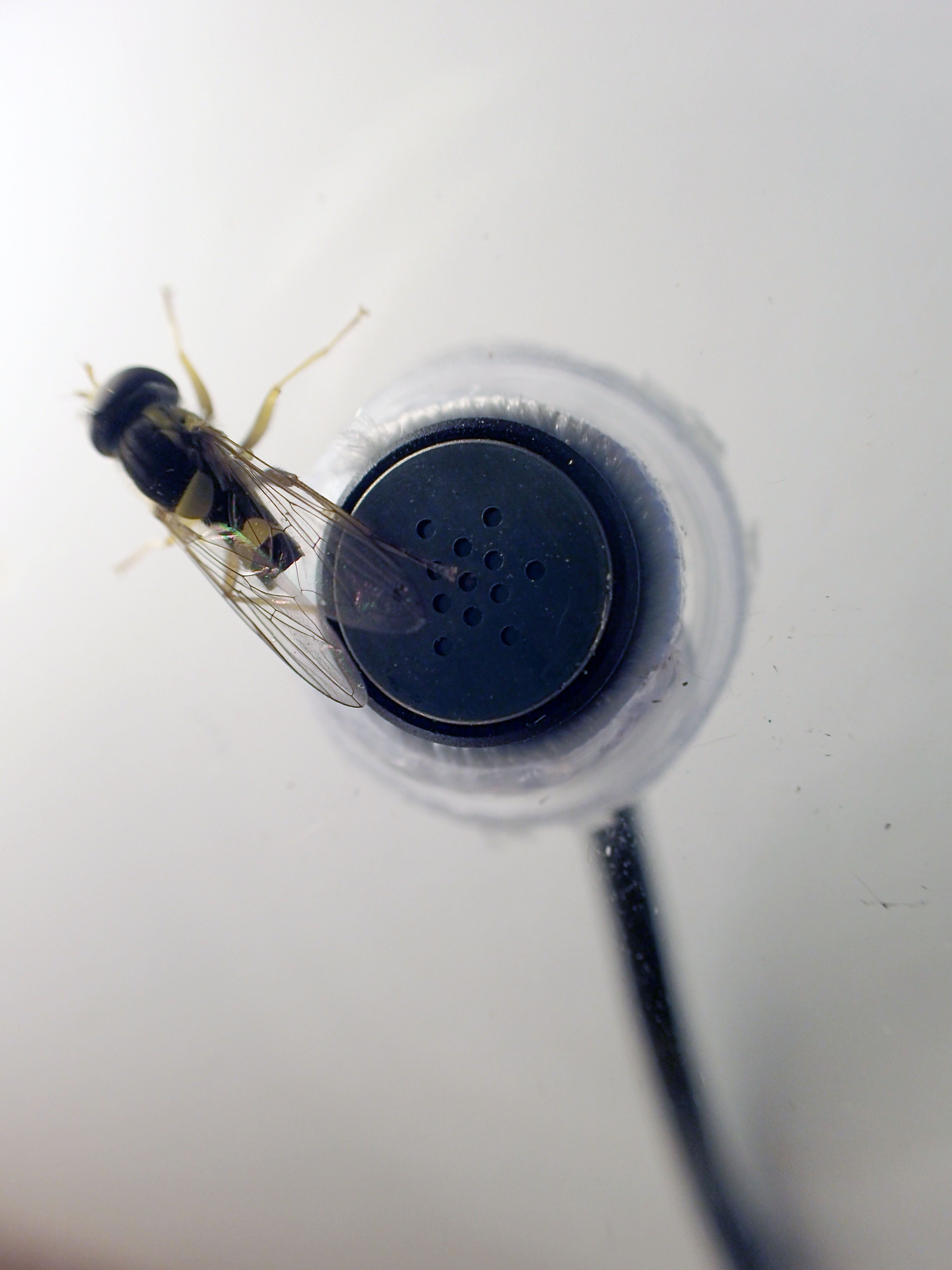 Tuula Närhinen: Insects among Us: Wing Beats, 2019