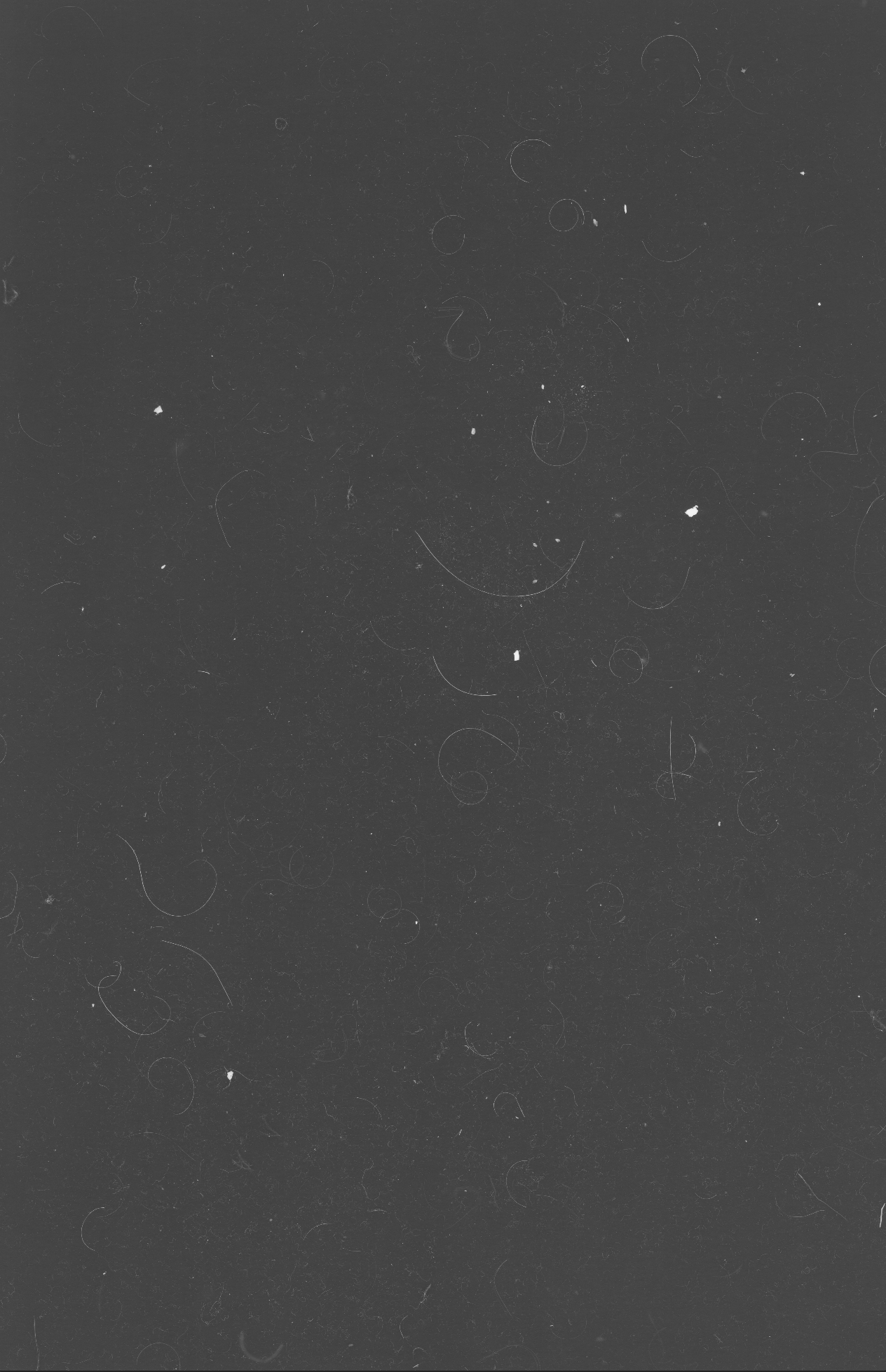 Instant Karma 1,  2014, analoge Photogramme von Staub, digitalisiert und vergrößert, 71 x 109 cm, Fotoprint, ausgestellt im Rahmen der Ausstellung „Das große Reinemachen“ im Kunsthaus im KunstKulturQuartier Nürnberg