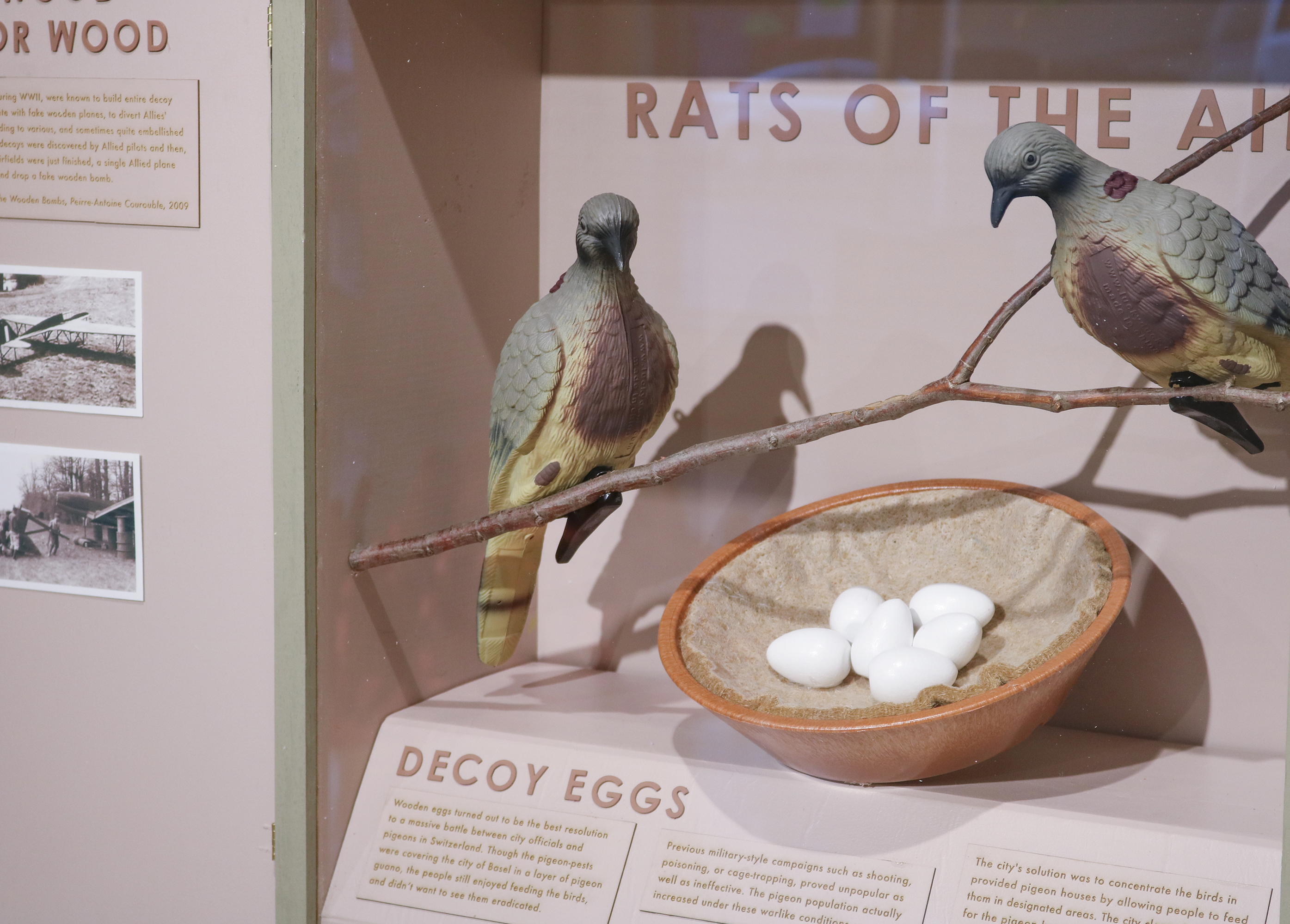 "Traveling diorama box: RATS OF THE AIR," Wood, pigeon decoys, wooden pigeon eggs, plastic pigeon nest, nest liner, inkjet prints of WWII photographs, 2018