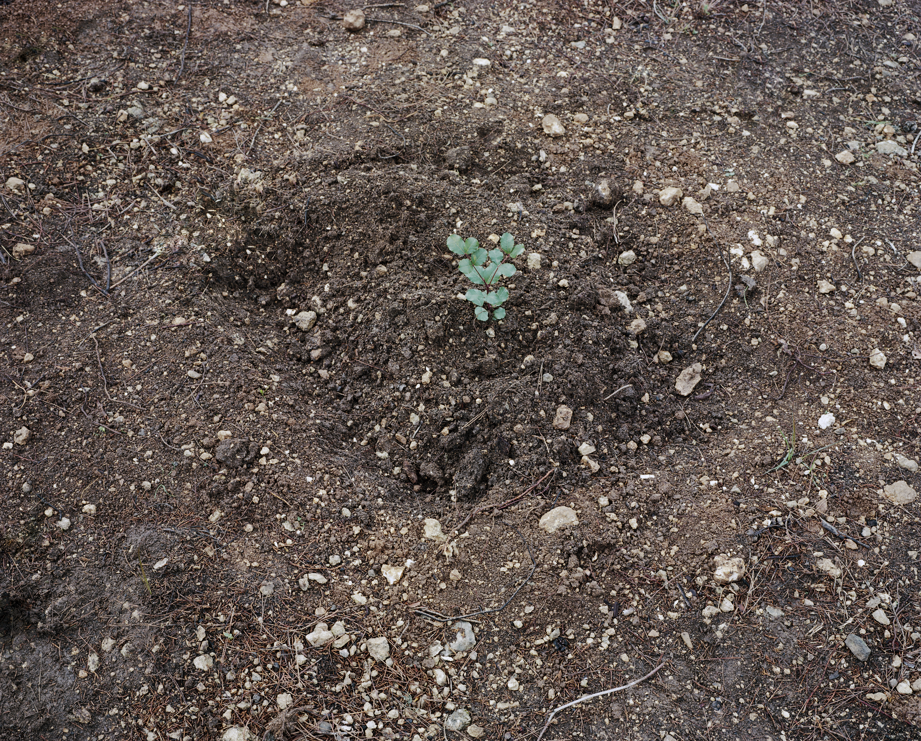 Planting #8, 2016, archival pigment prints, 43x53.5 cm