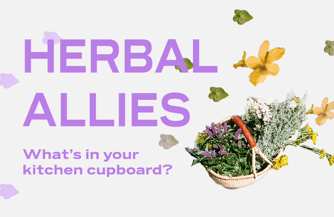 Herbal Allies by Paradise Plant Medicine | Explore what's hiding in the back of your kitchen cabinets and drawers. Take our health into our own hands – for ourselves, collectively, and for our own respective communities, as we learn about safe ways to access herbal medicine from home.