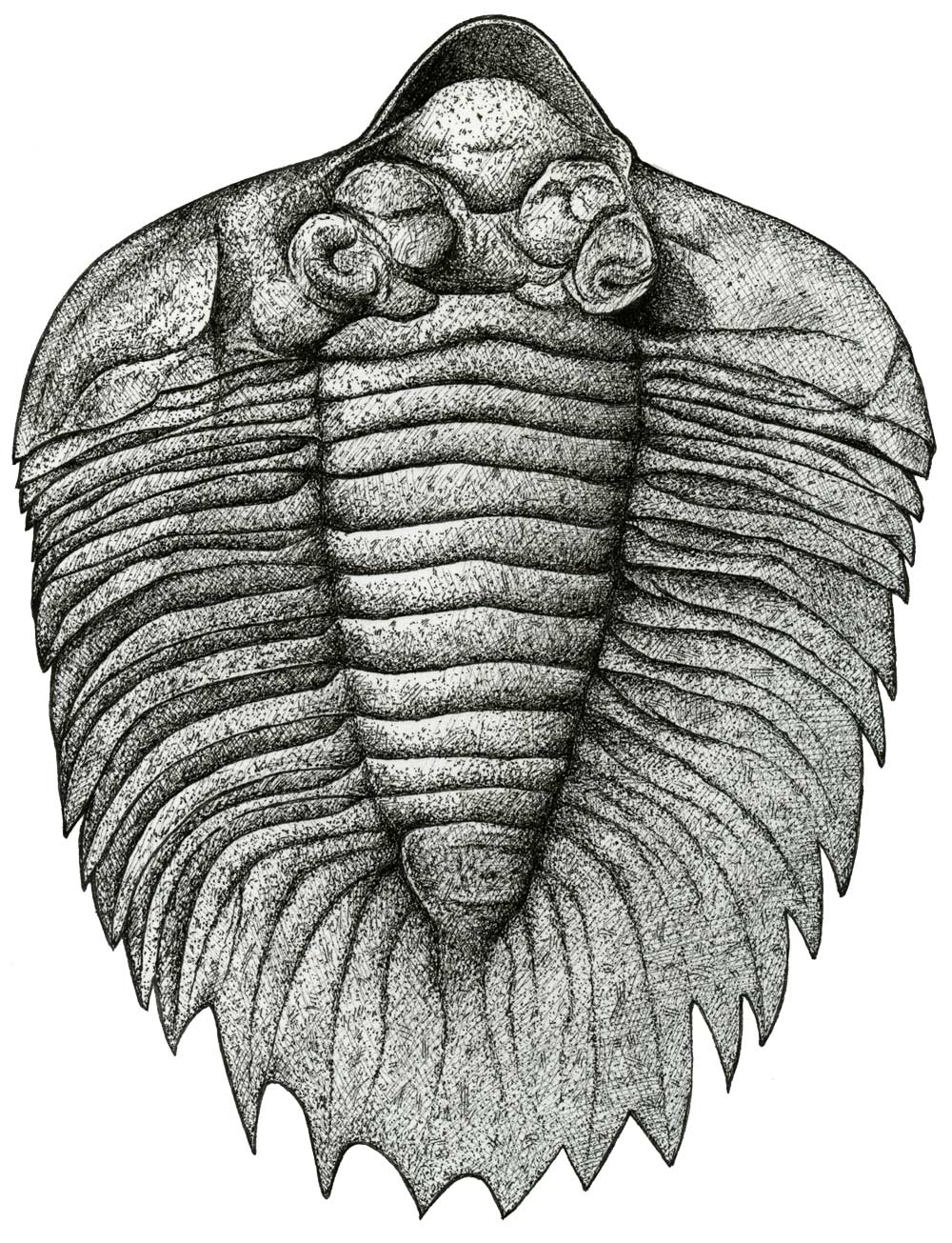 trilobite