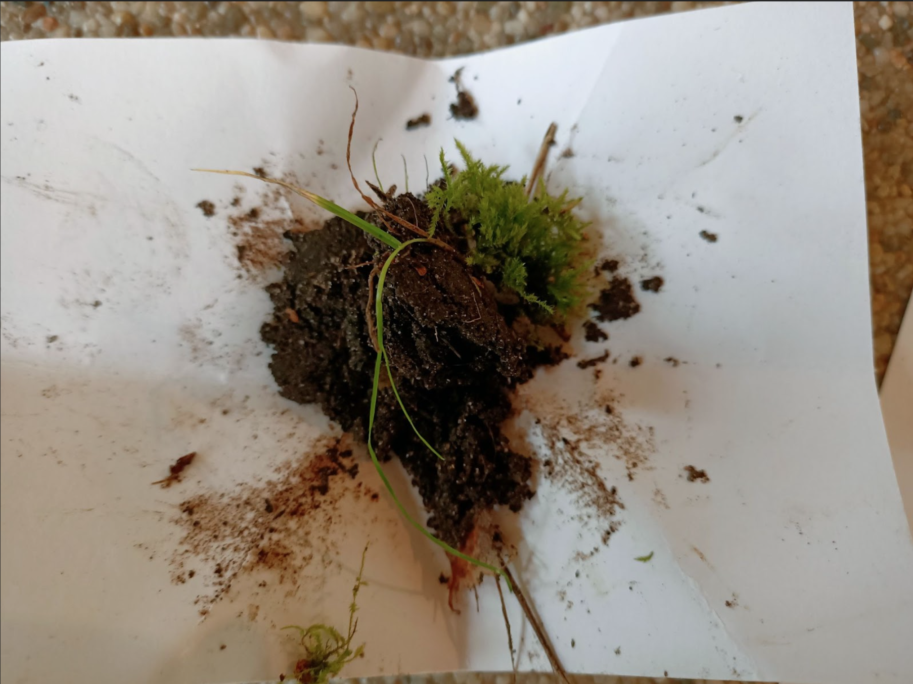 Soil from Amstel Park, Amsterdam. May 2021. Photo: Angela Serino