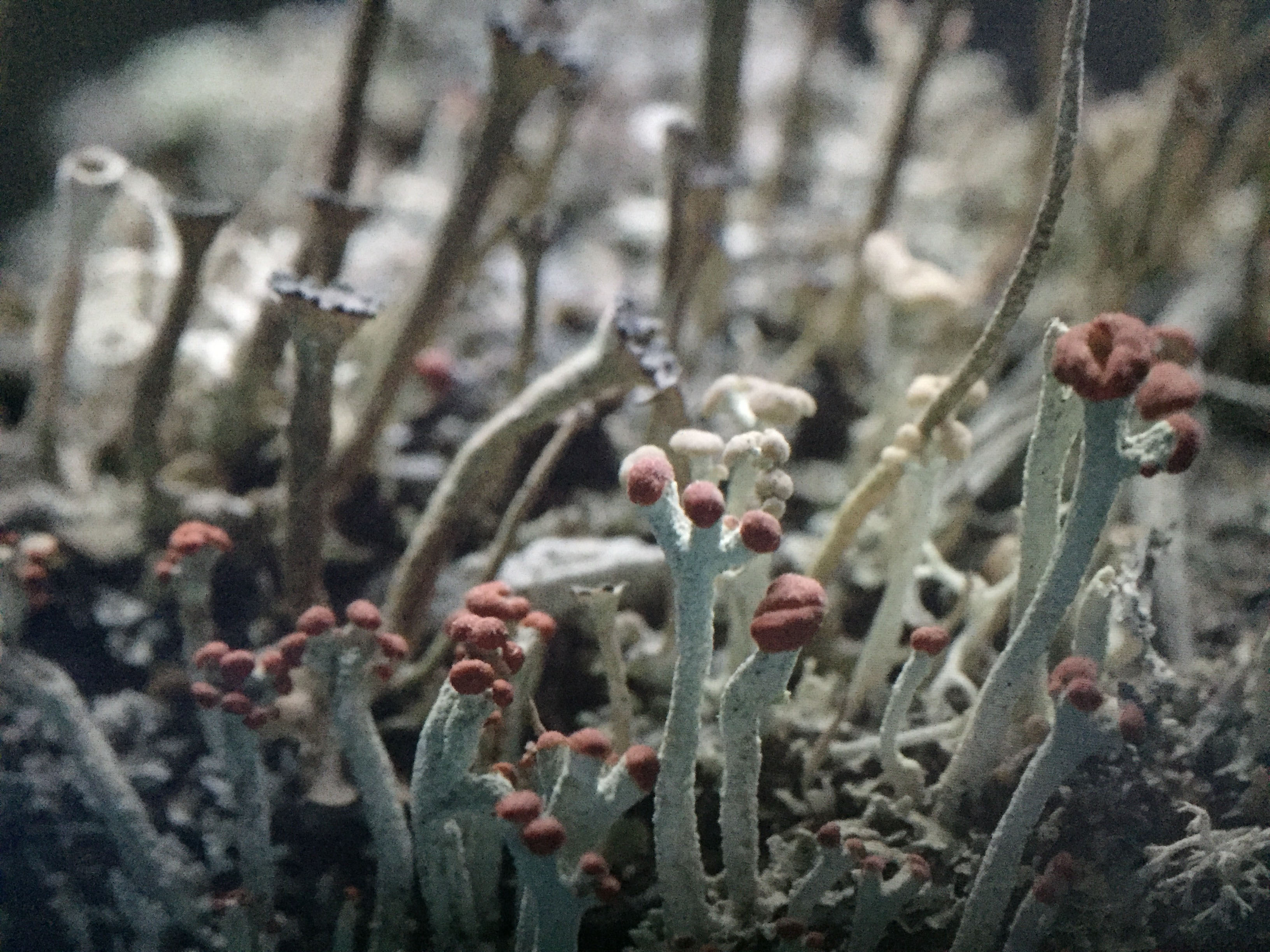 Lichen (2019)