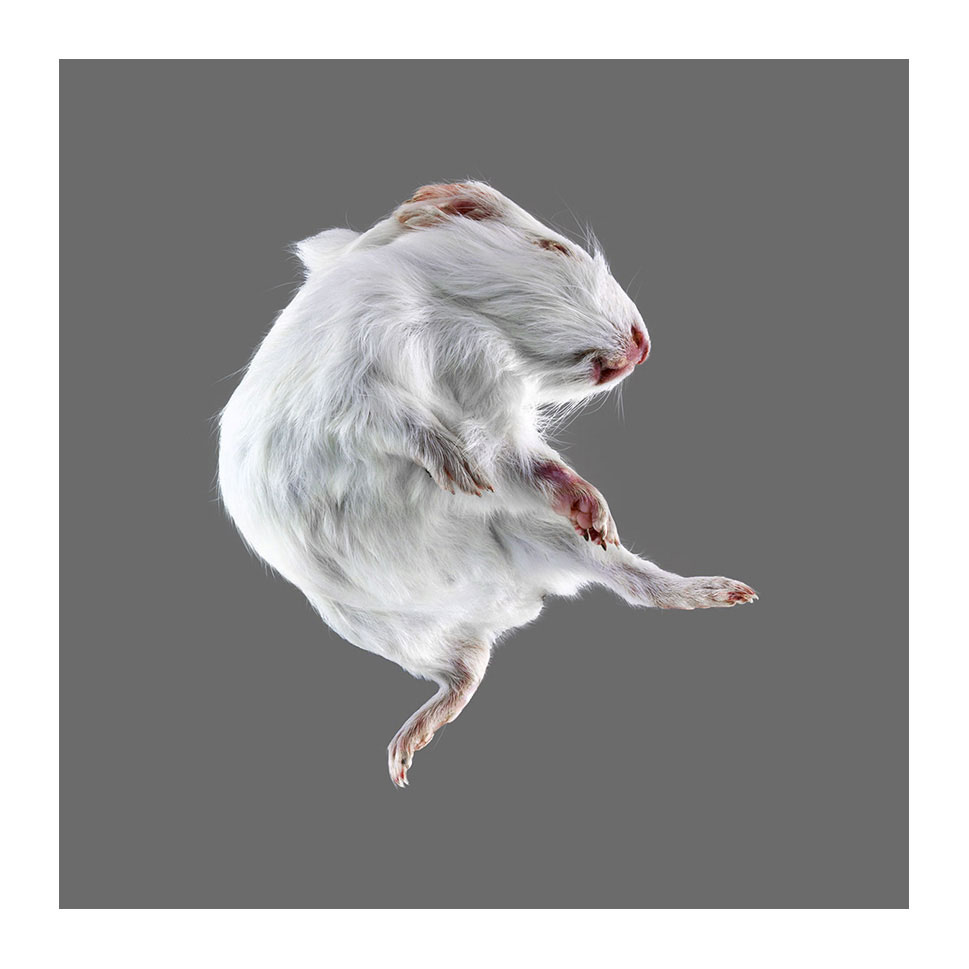 Dancing like a Guineapig - Detail