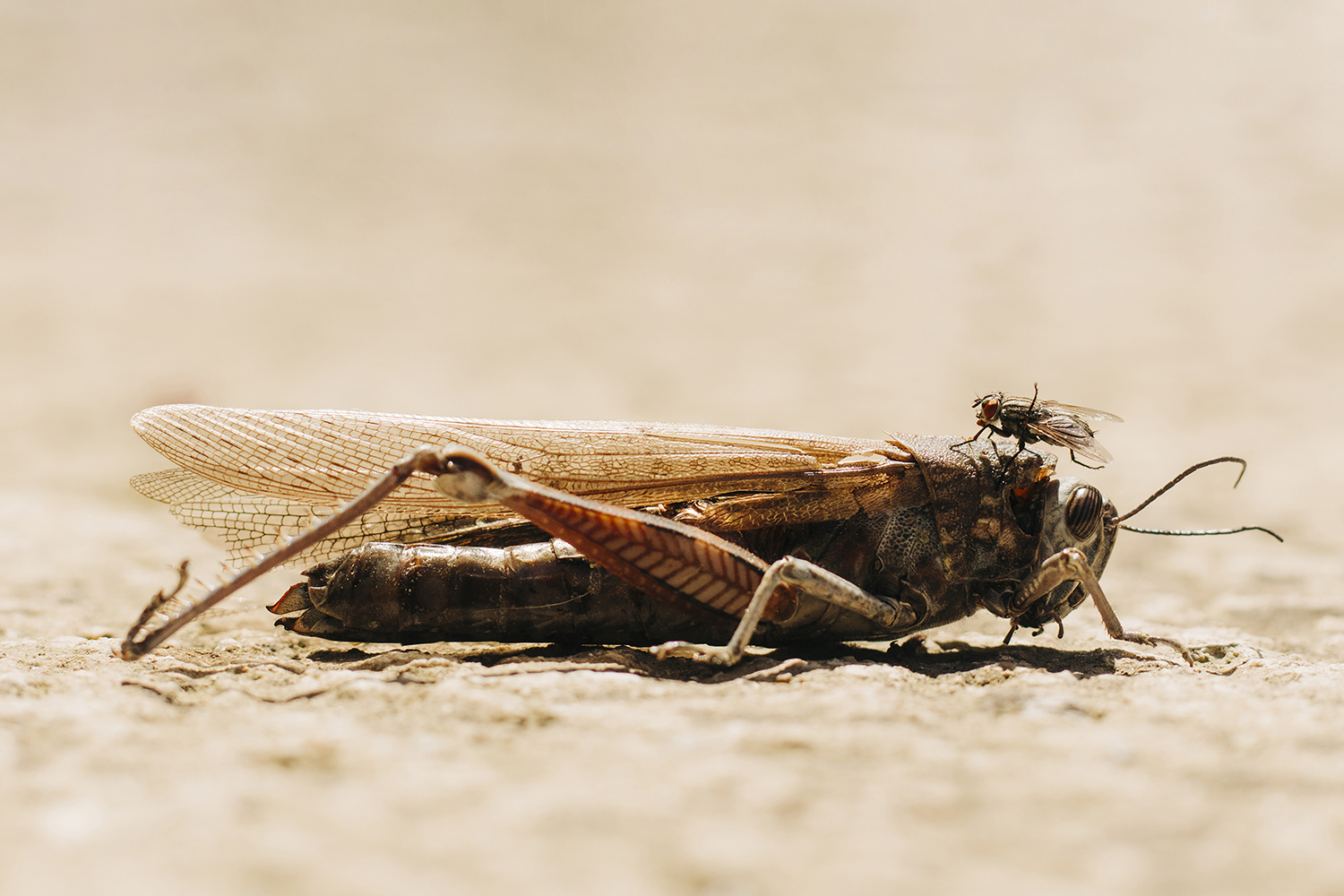 grasshopper and fly, 2020, archival pigment print, 39.5x58.5 cm
