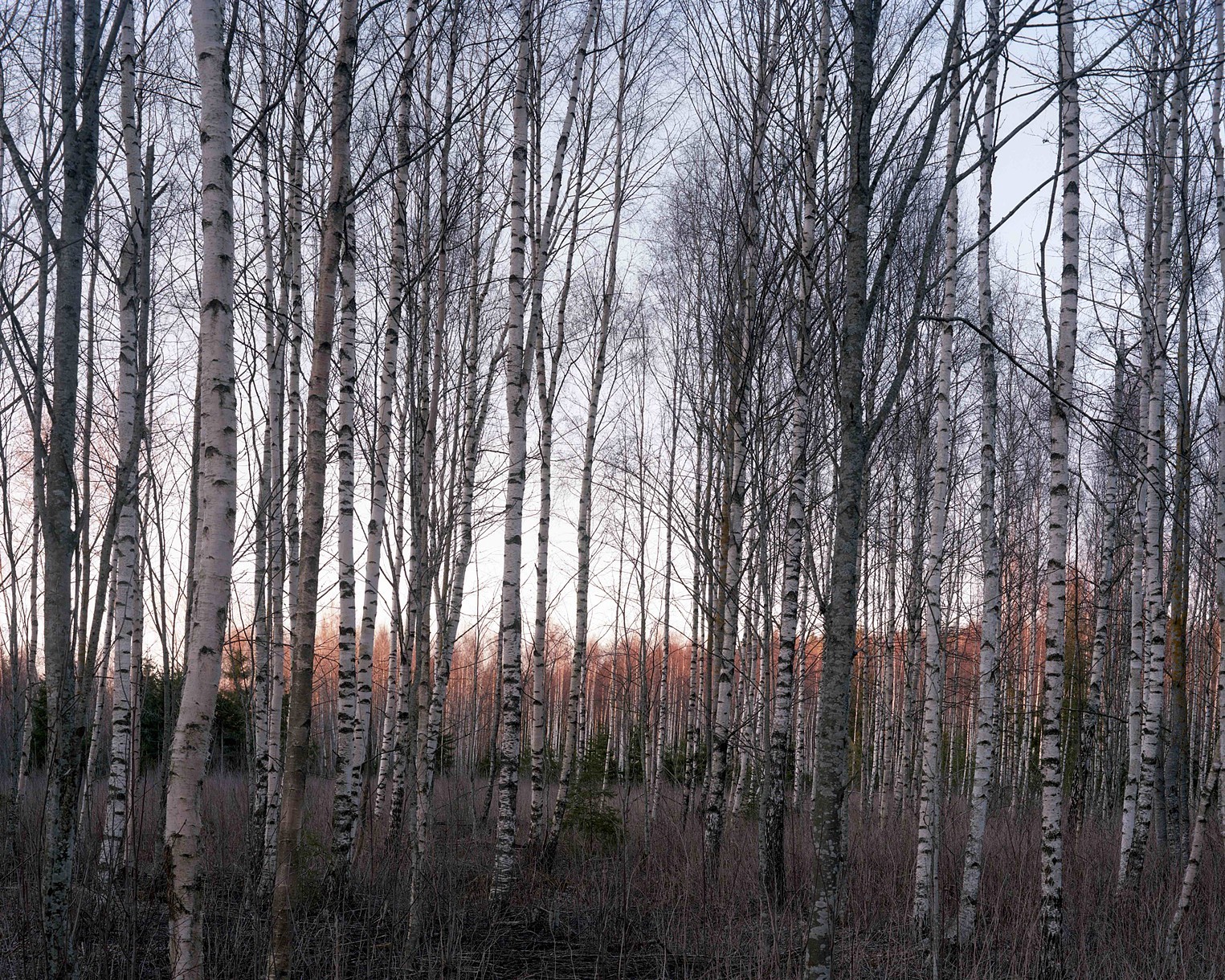  Birches II  C-print or archival inkjet print  Variable dimensions  2012