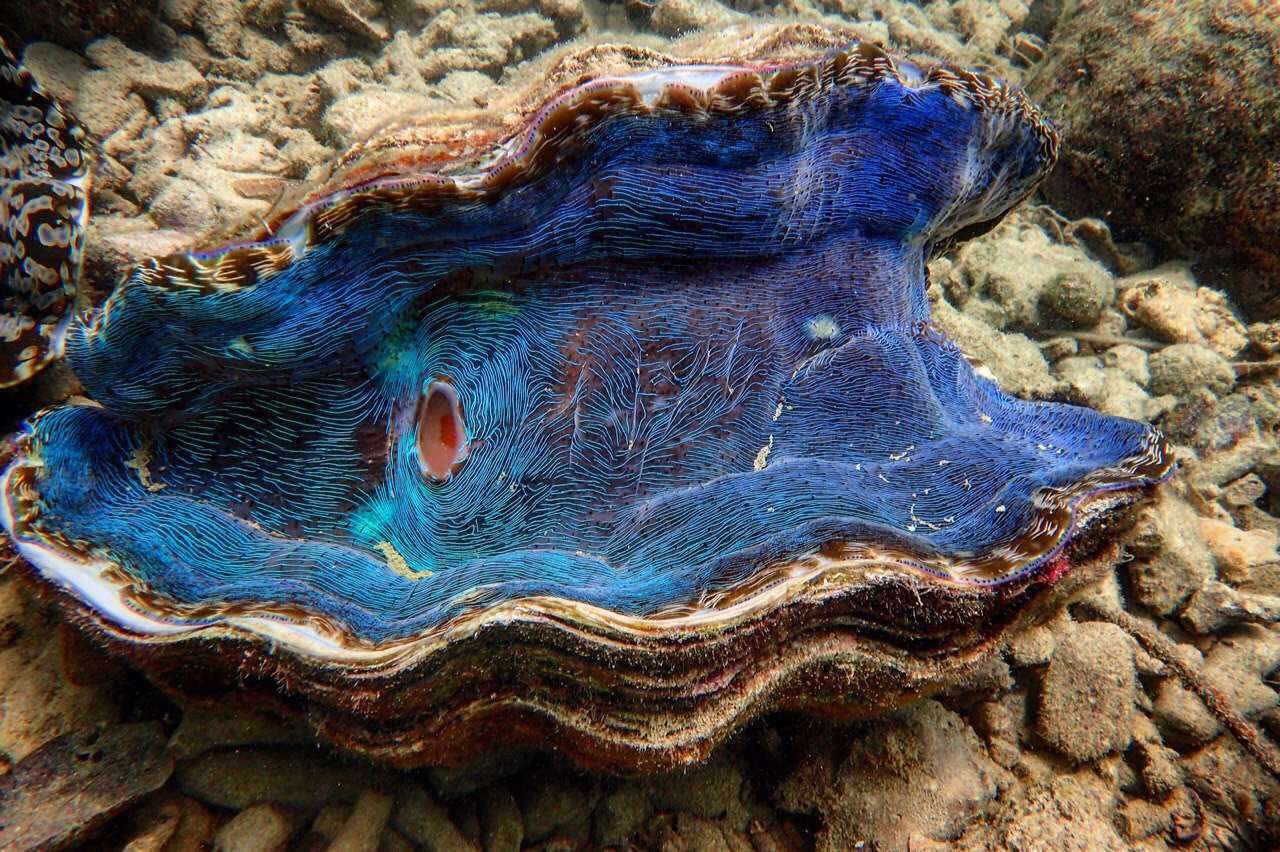 "It takes a thousand years to form the most vibrant essence."