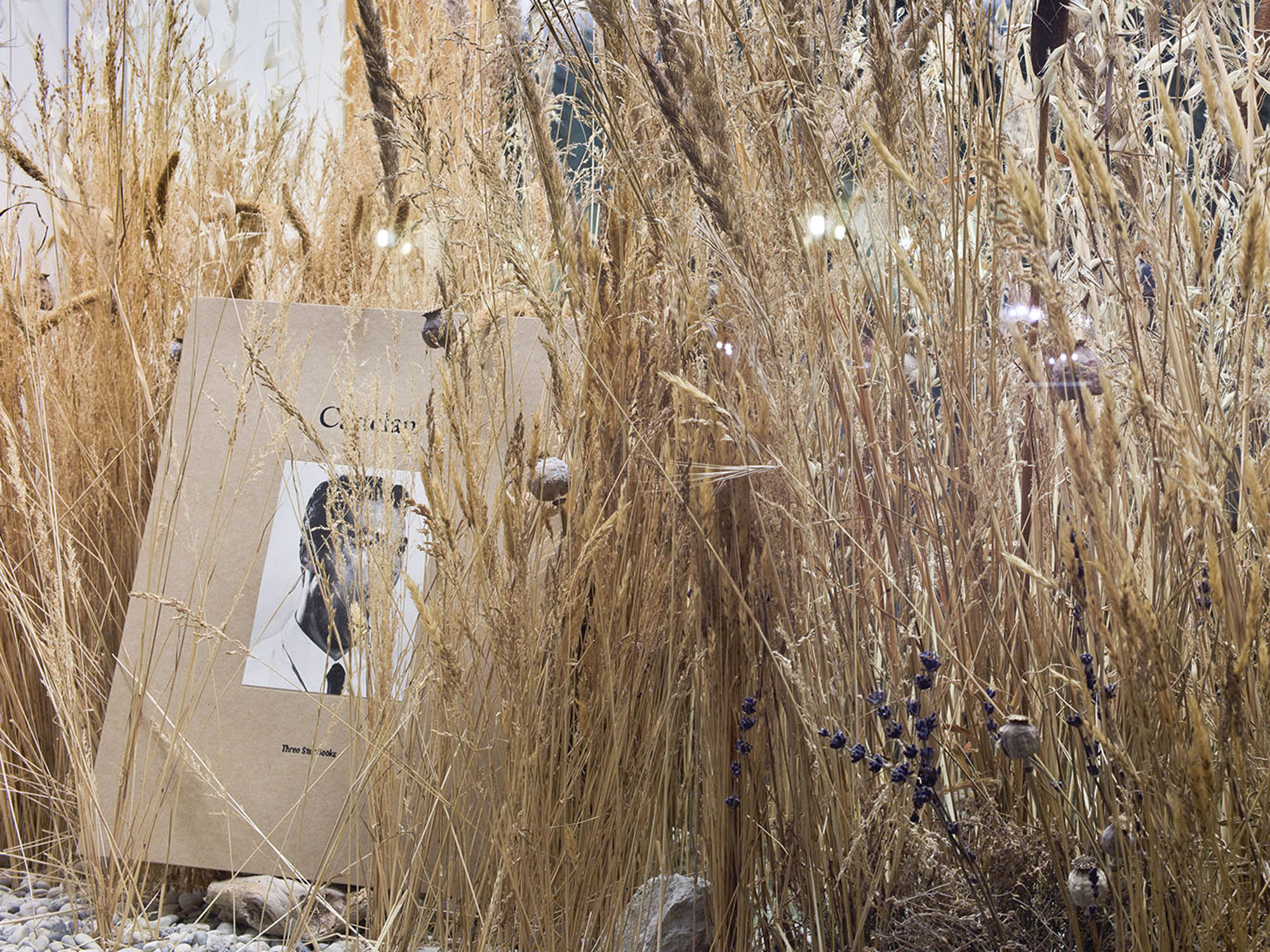 Rirkrit Tiravanija, “Terrarium for Two Publishers” | Venice | June/July 2011