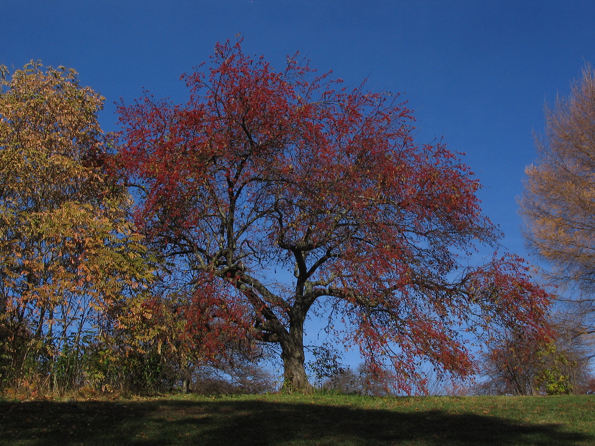 Archival image of tree before storm damage, photo by the Arnold Arboretum.