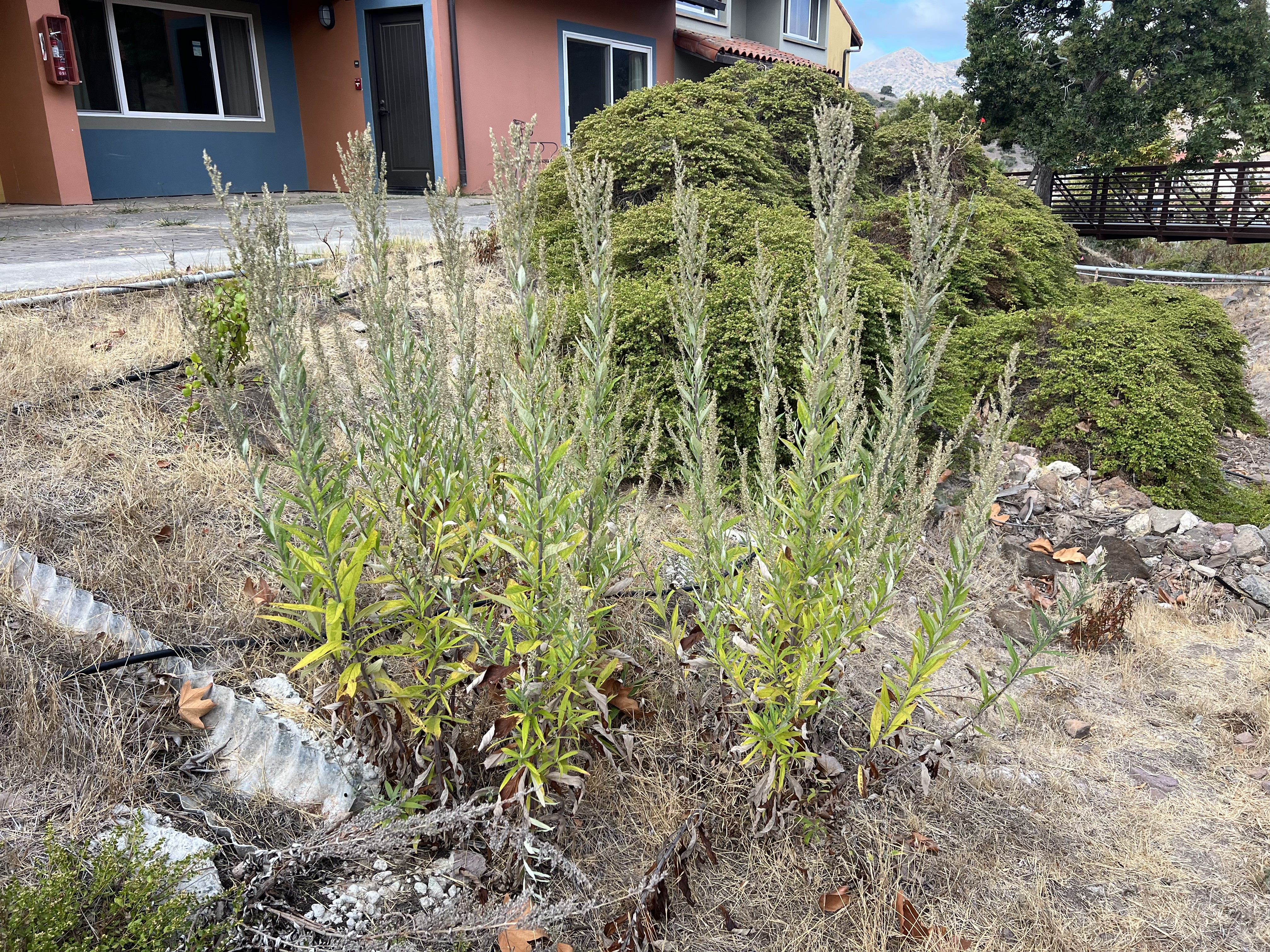 mugwort