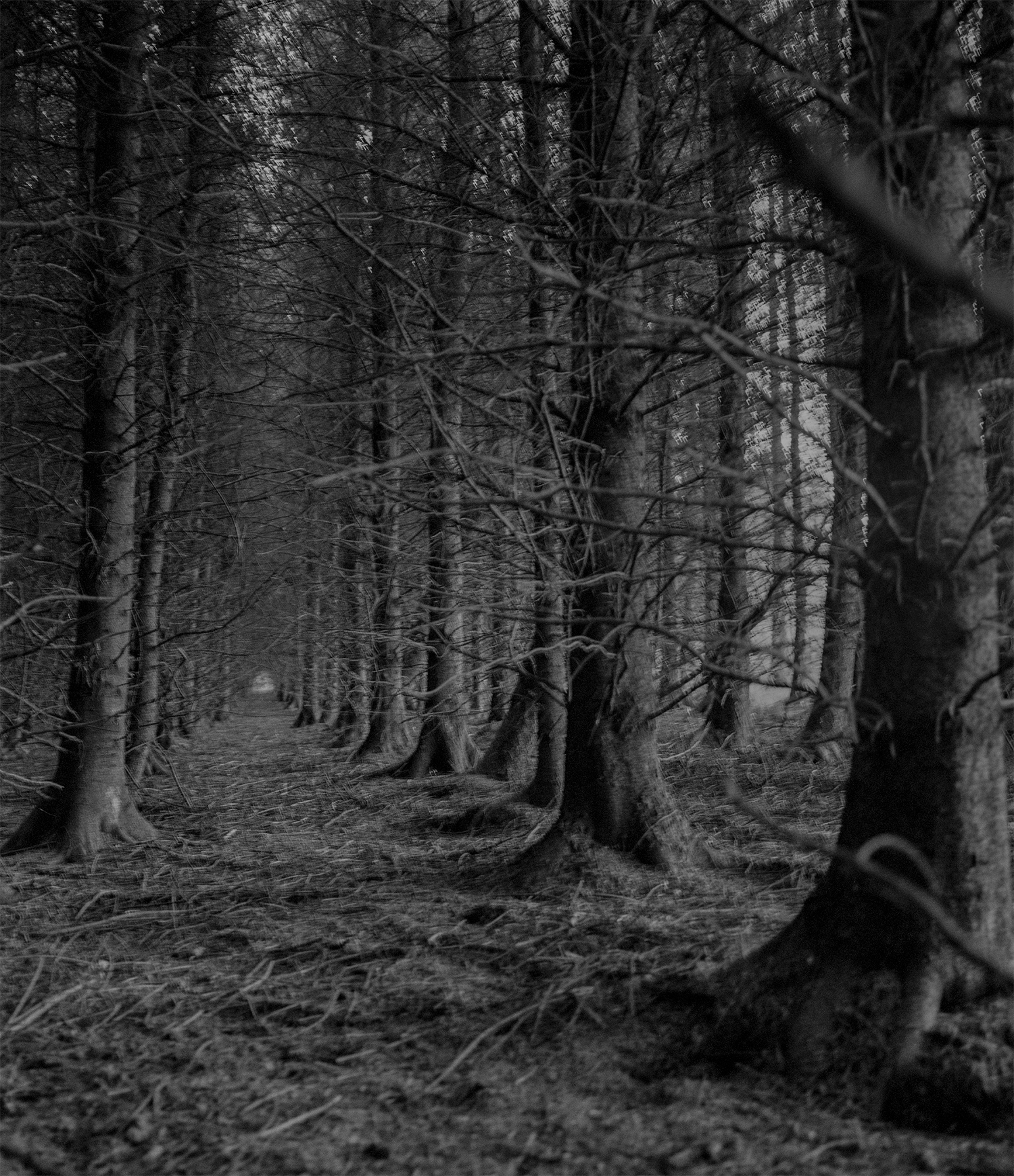 the forest of straight standing trees, 6x7cm film negative