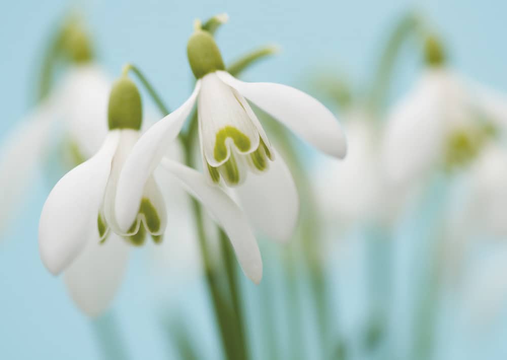 Nr. 001 Schneeglöckchen