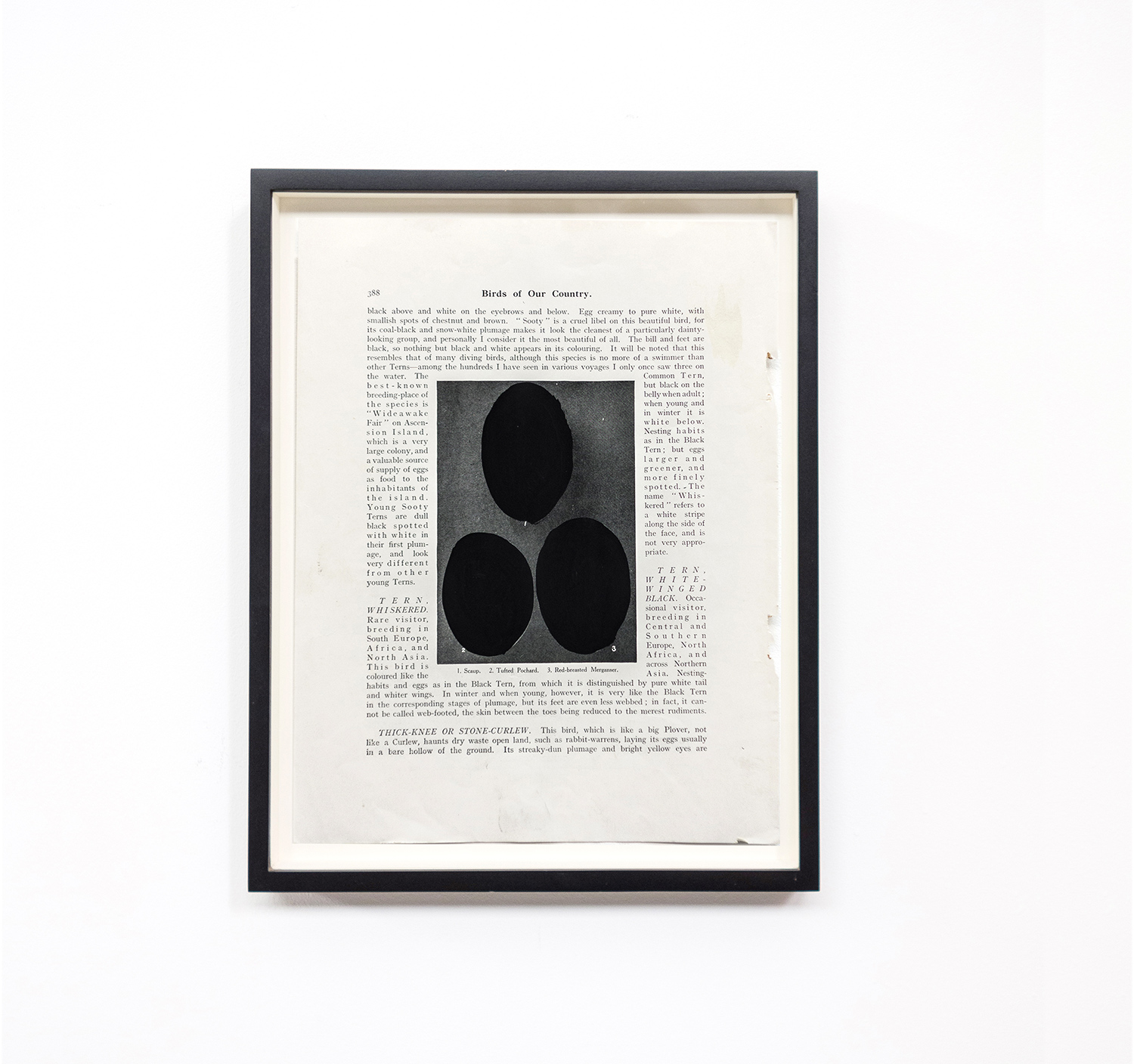 Scaup, 2014, goash on print, 29x20 cm