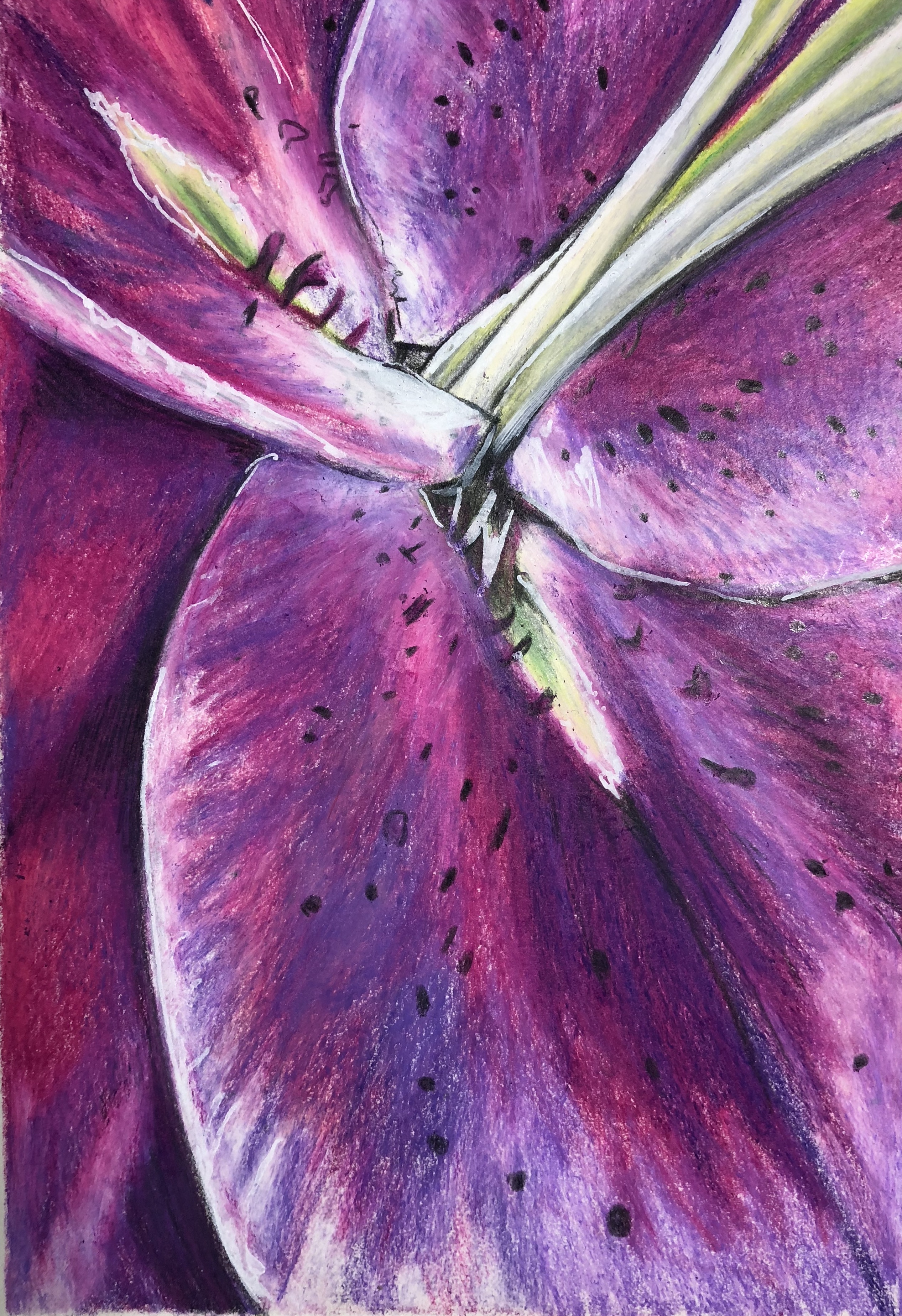 pink 2018 colored pencil