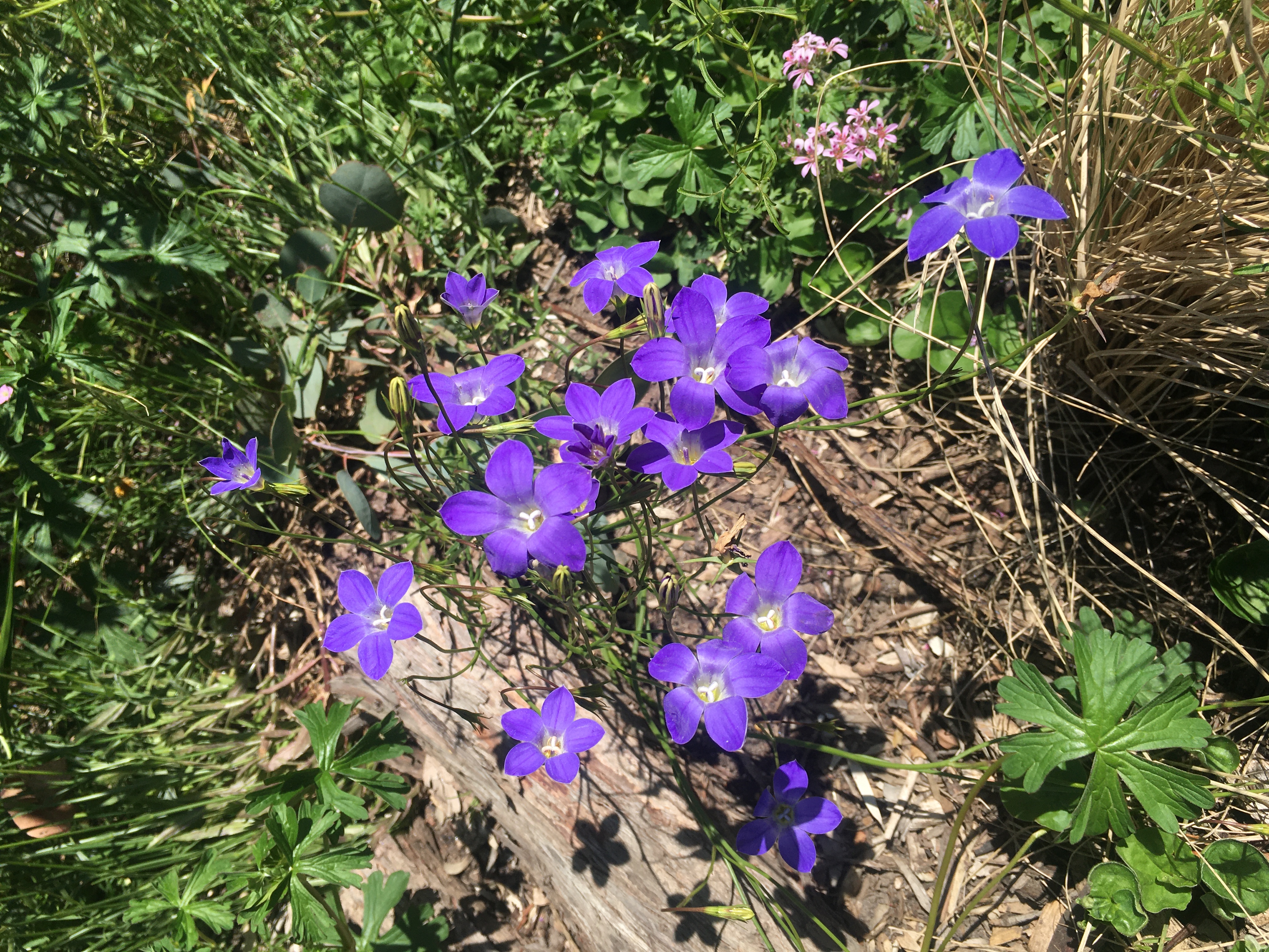 large-flowered annual bluebell (wahlenbergia victoriensis)