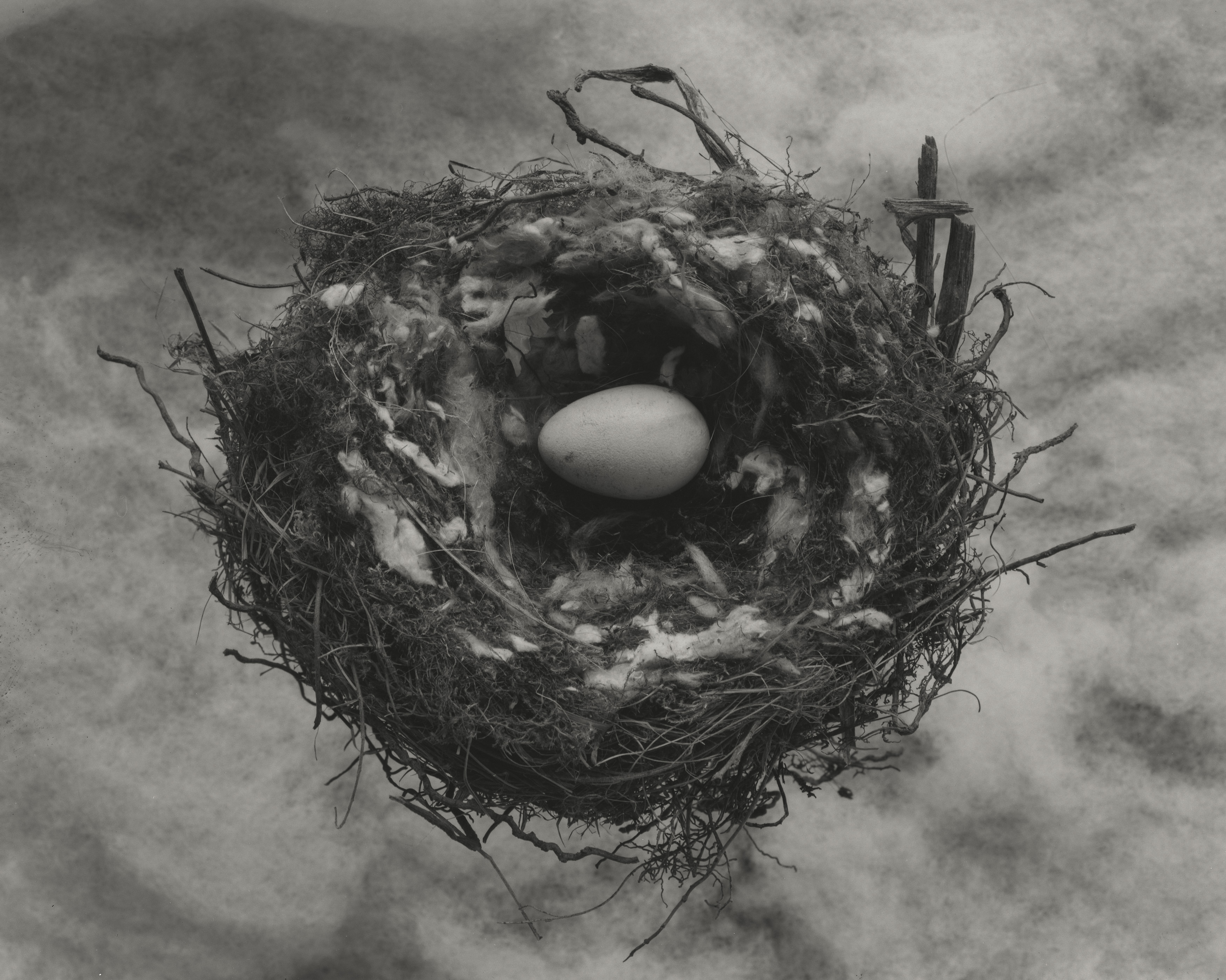 Greenfinch with a starling egg