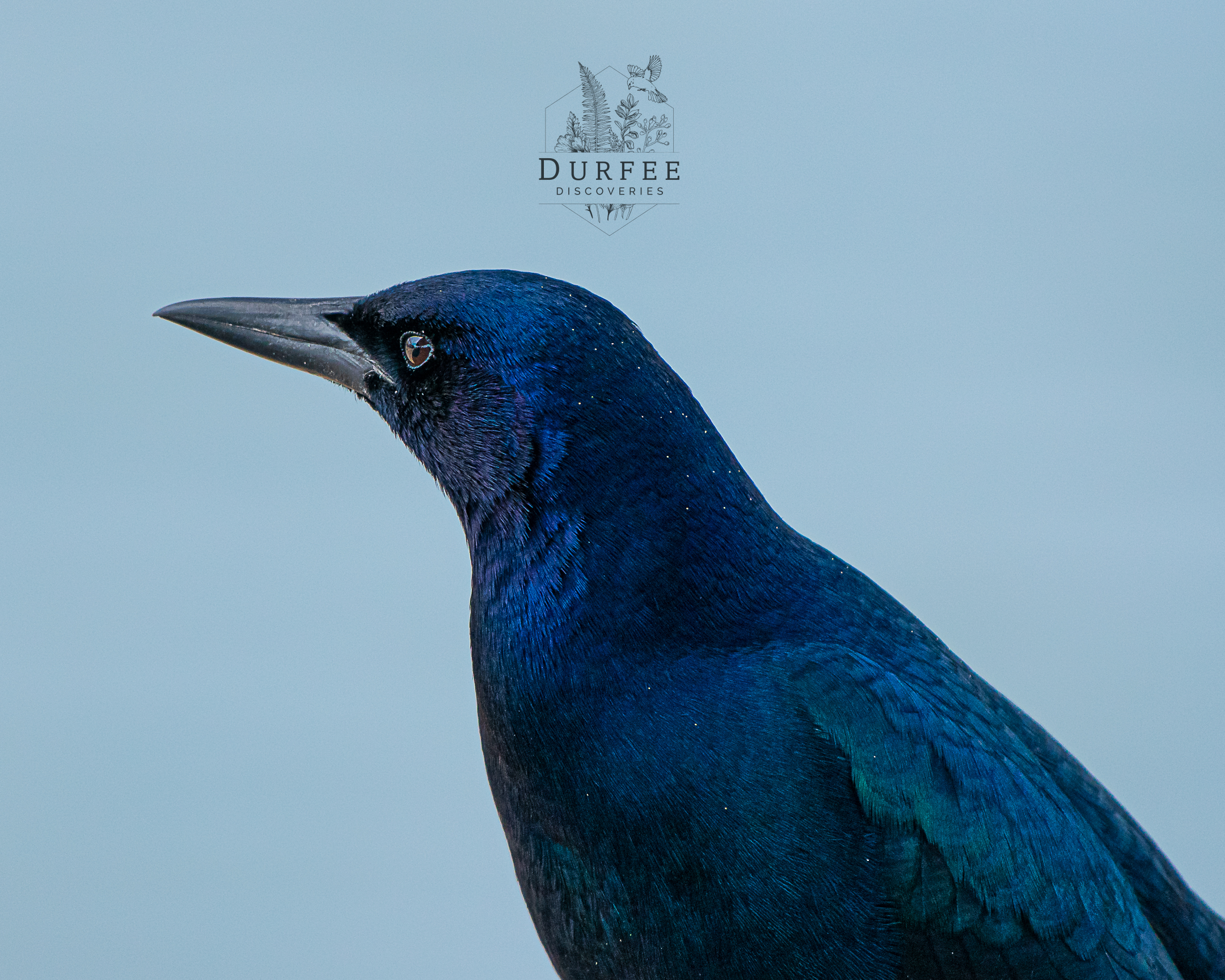 Common Grackle - Palm Harbor, FL