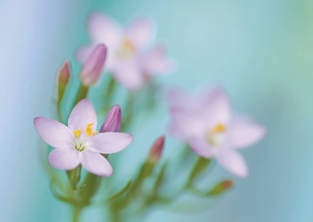 Nr. 033  Tausendgüldenkraut