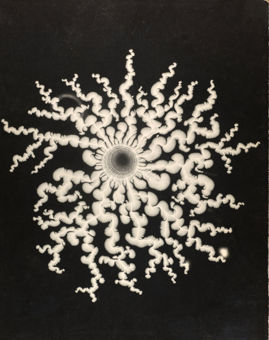 György Kepes, "Lichtenberg figures A. R. von Hippel", 1951  Department of Special Collections, © Stanford University Libraries