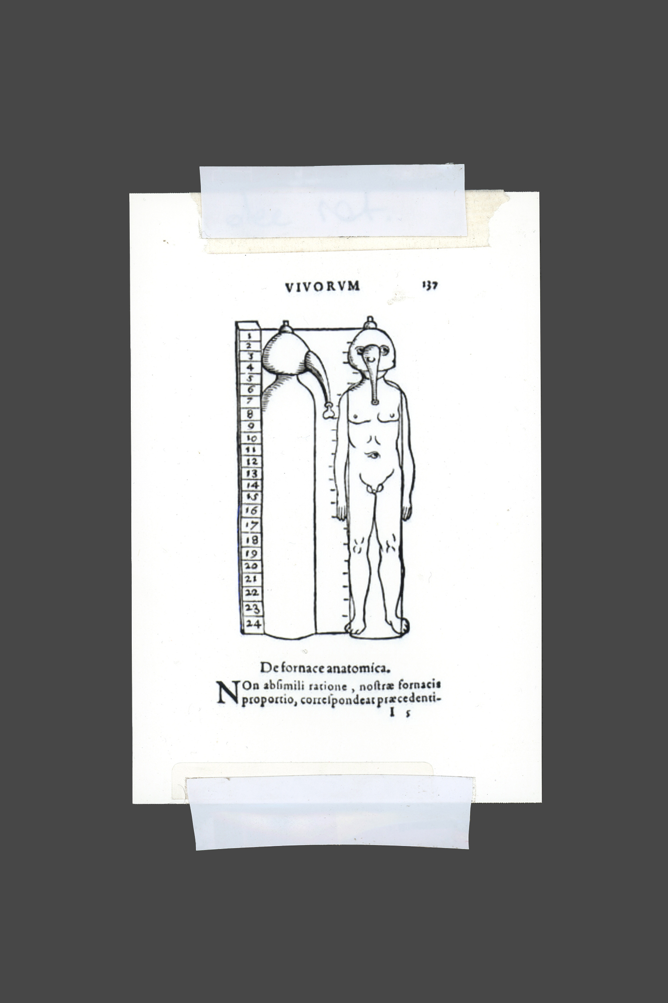 Urology Vessel Diagram, Early Renaissance Europe
