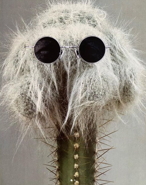 breakfast_for_chameleons