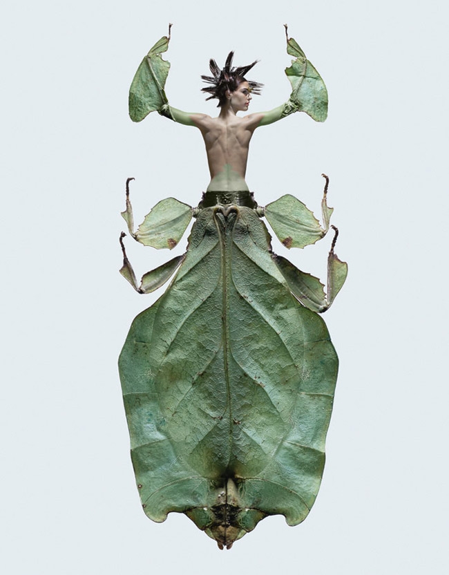 Insectes - Laurent Seroussi