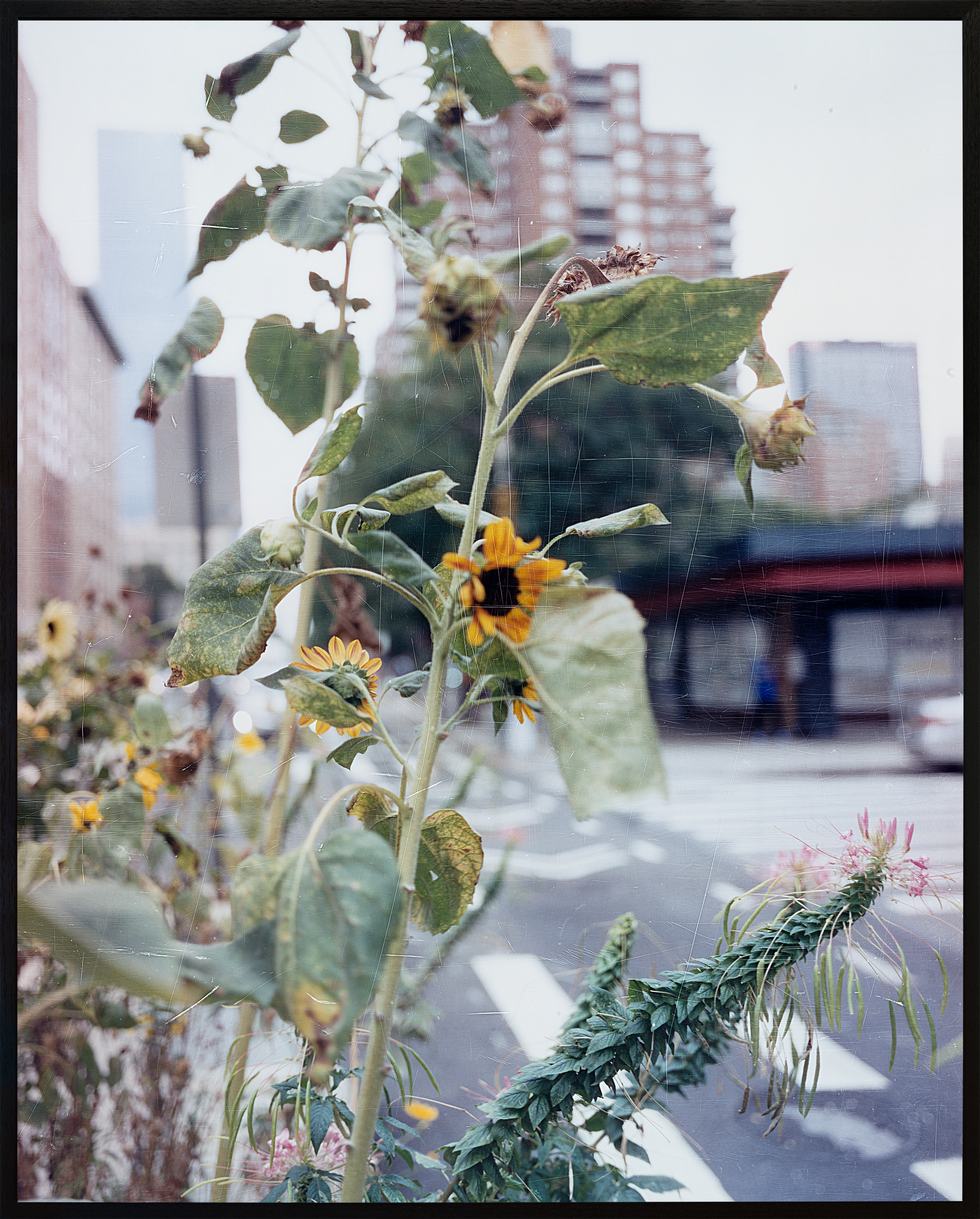 Guy Grabowsky, Transparency Leads to Epiphany, 2021, Framed hand printed analogue C-type photographic print, 105 x 140 cm