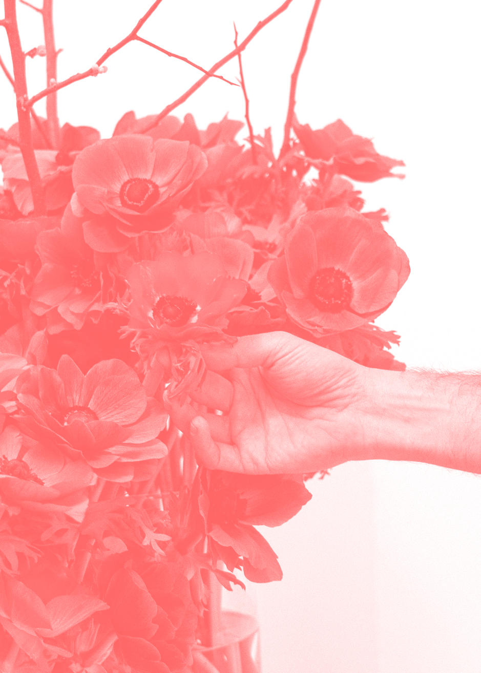 Anemones, 2021