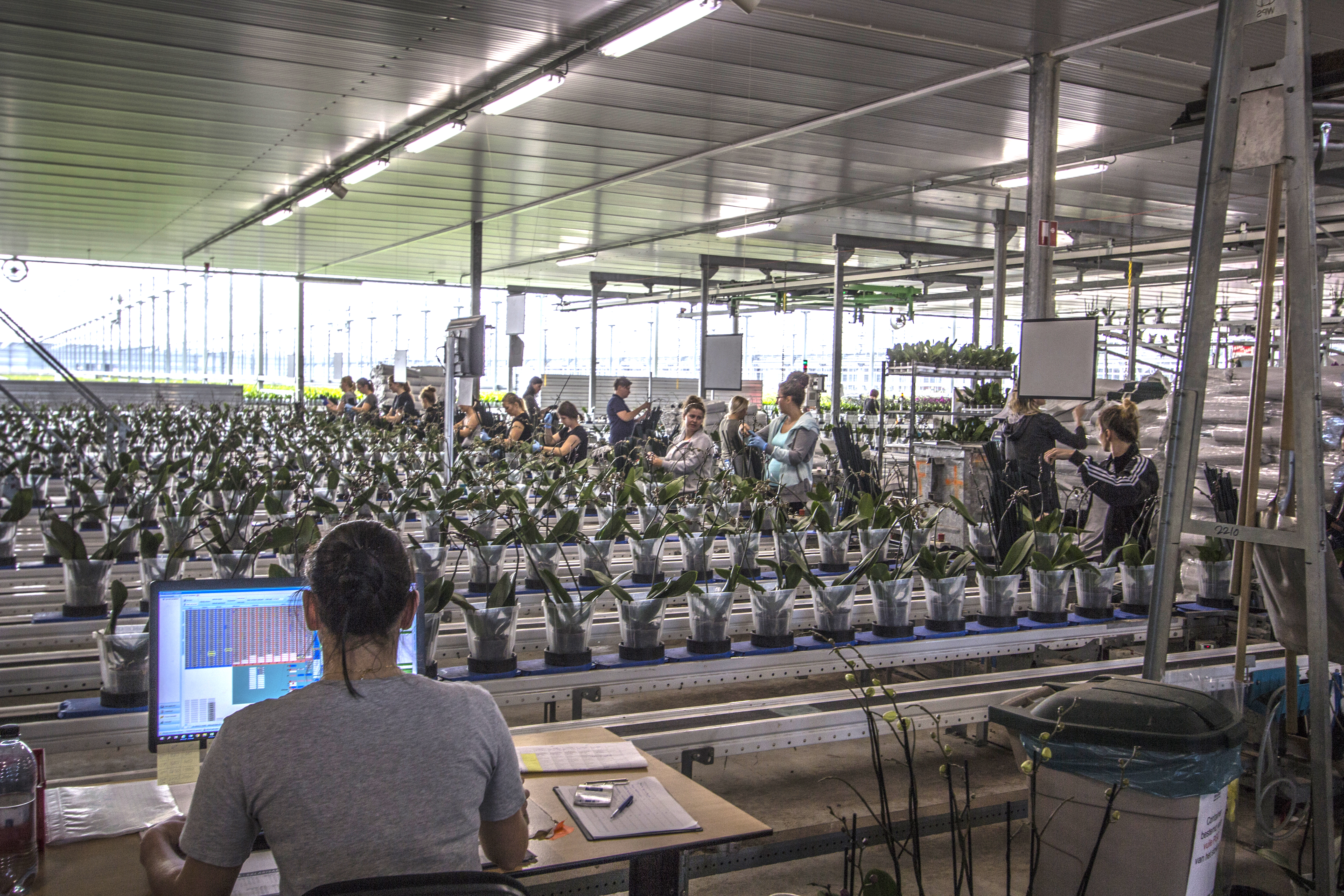 Workers adding sticks to support the growth of orchids in the greenhouse of Ter Laak Orchids, 2018. Photo: Víctor Muñoz Sanz