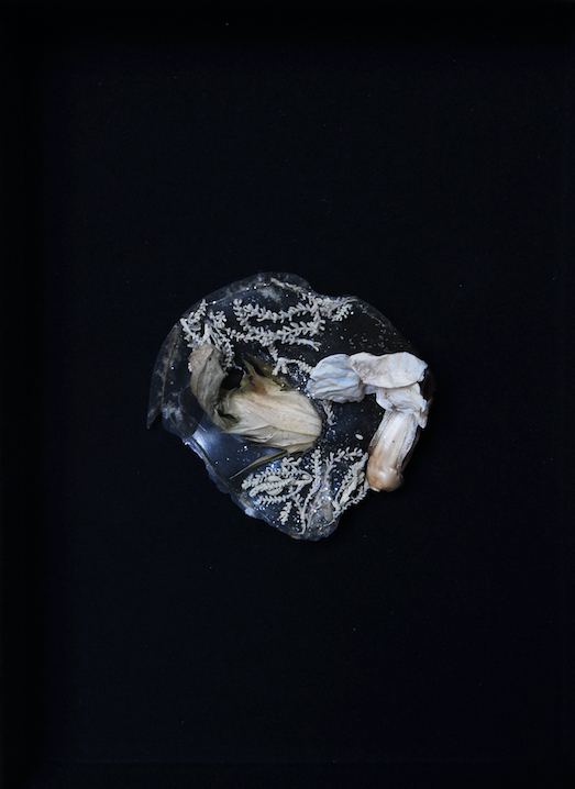 Peau de fleurs [l'insecte] (détail), 2019gélose moulée dans une tasse à thé de la Folie Numérique, Onagre bisannuelle, Sauge sclarée, Mauve comestible, Clématite sauvage, paillettes, 20 x 15 cm