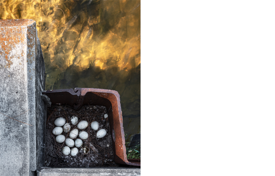 Eggs, 2019. Archival pigment print 40 x 32 inches. Edition of 5.